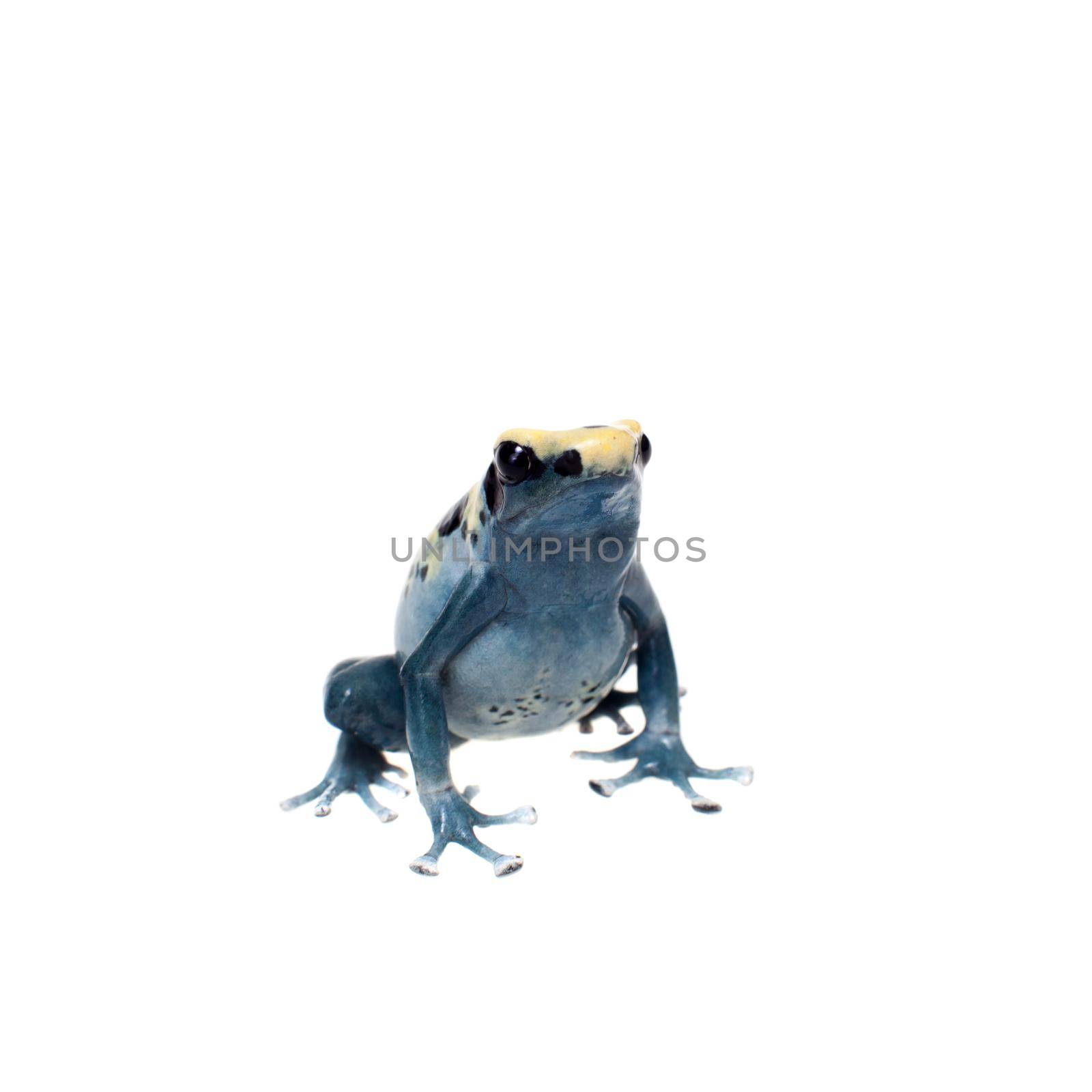 Patricia Dyeing Poison Dart Frog, Dendrobates tinctorius, on white by RosaJay