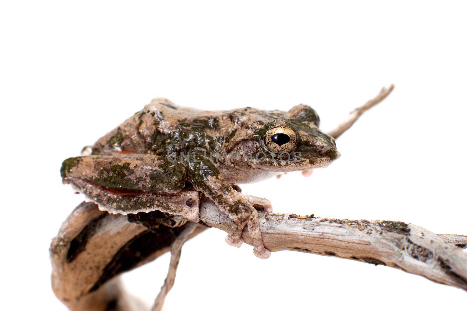 serrate-legged small treefrog, Kurixalus odontotarsus, isolated on white background