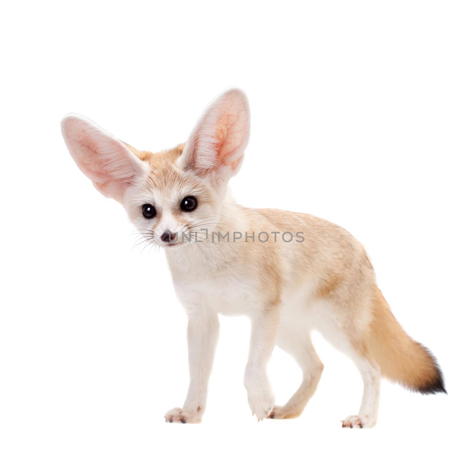 Pretty Fennec fox isolated on white background by RosaJay
