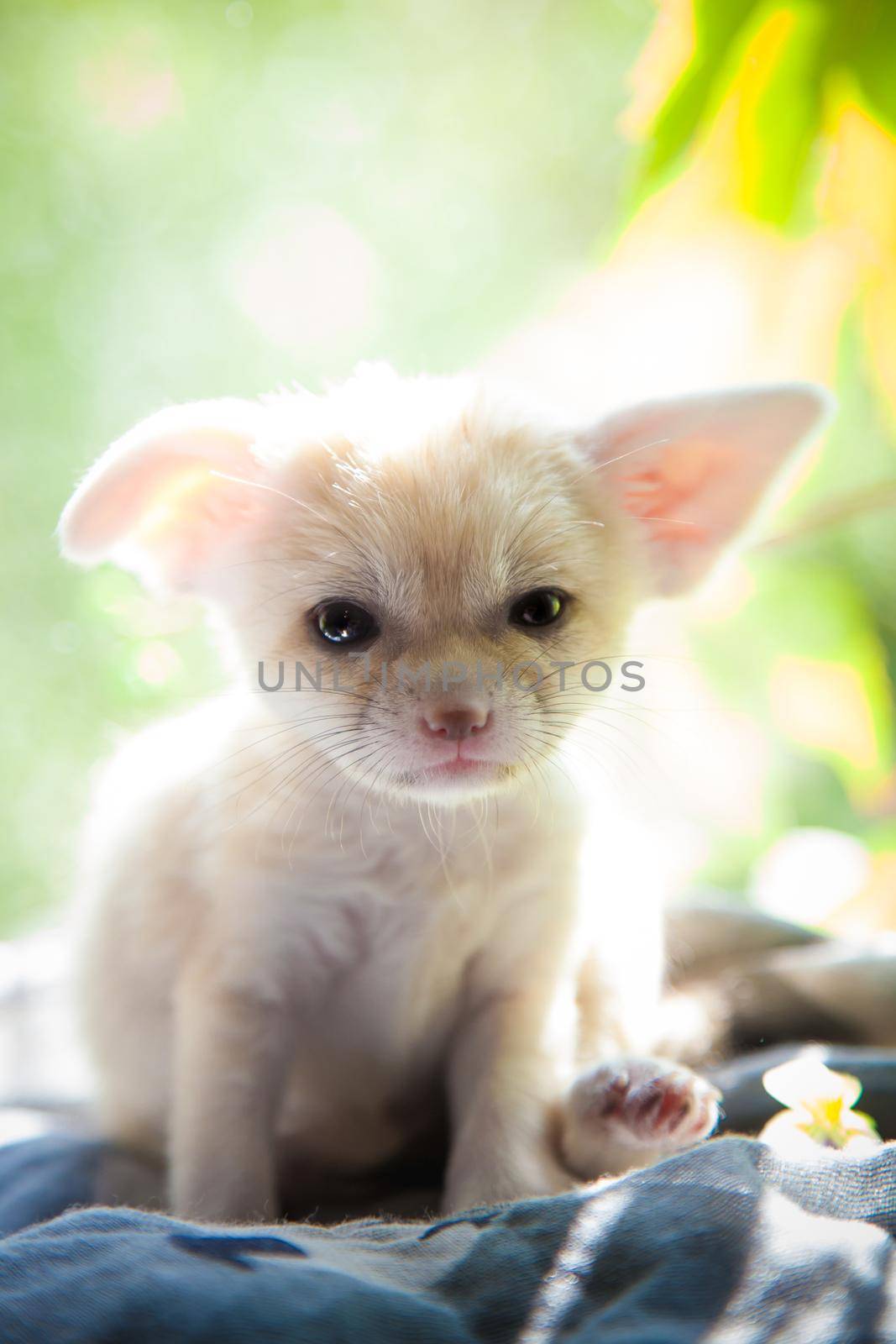 Pretty fennec fox cub with luminious green background