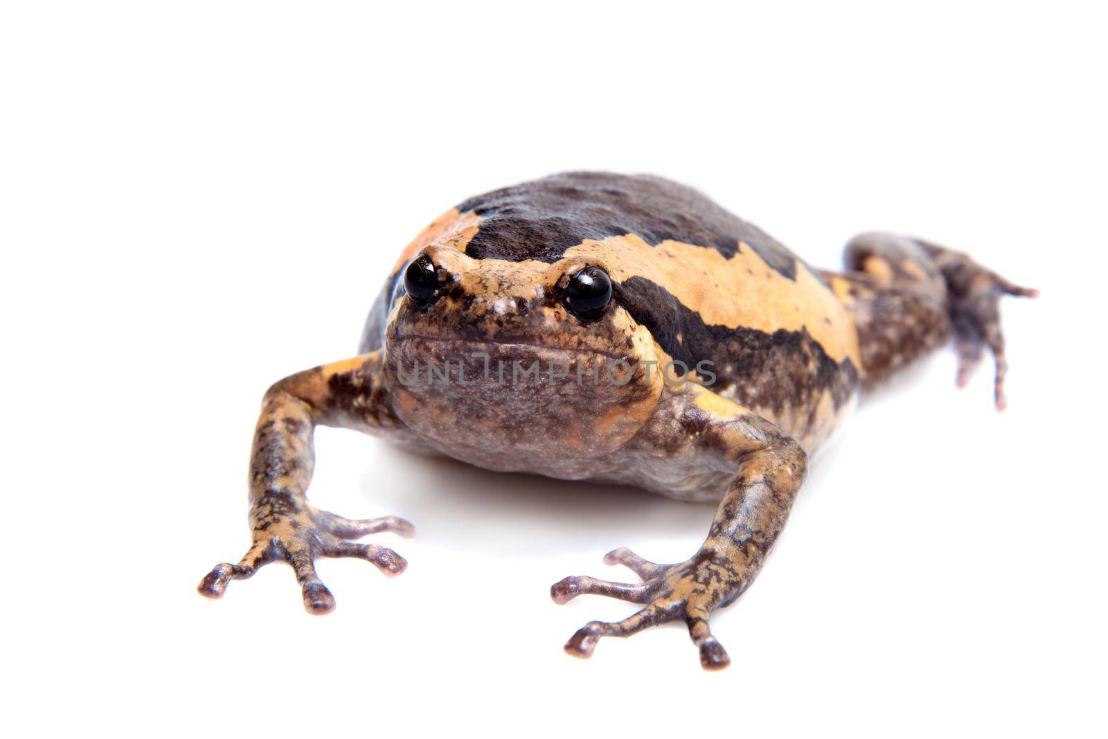 The banded bullfrog, Kaloula pulchra, isolated on white background