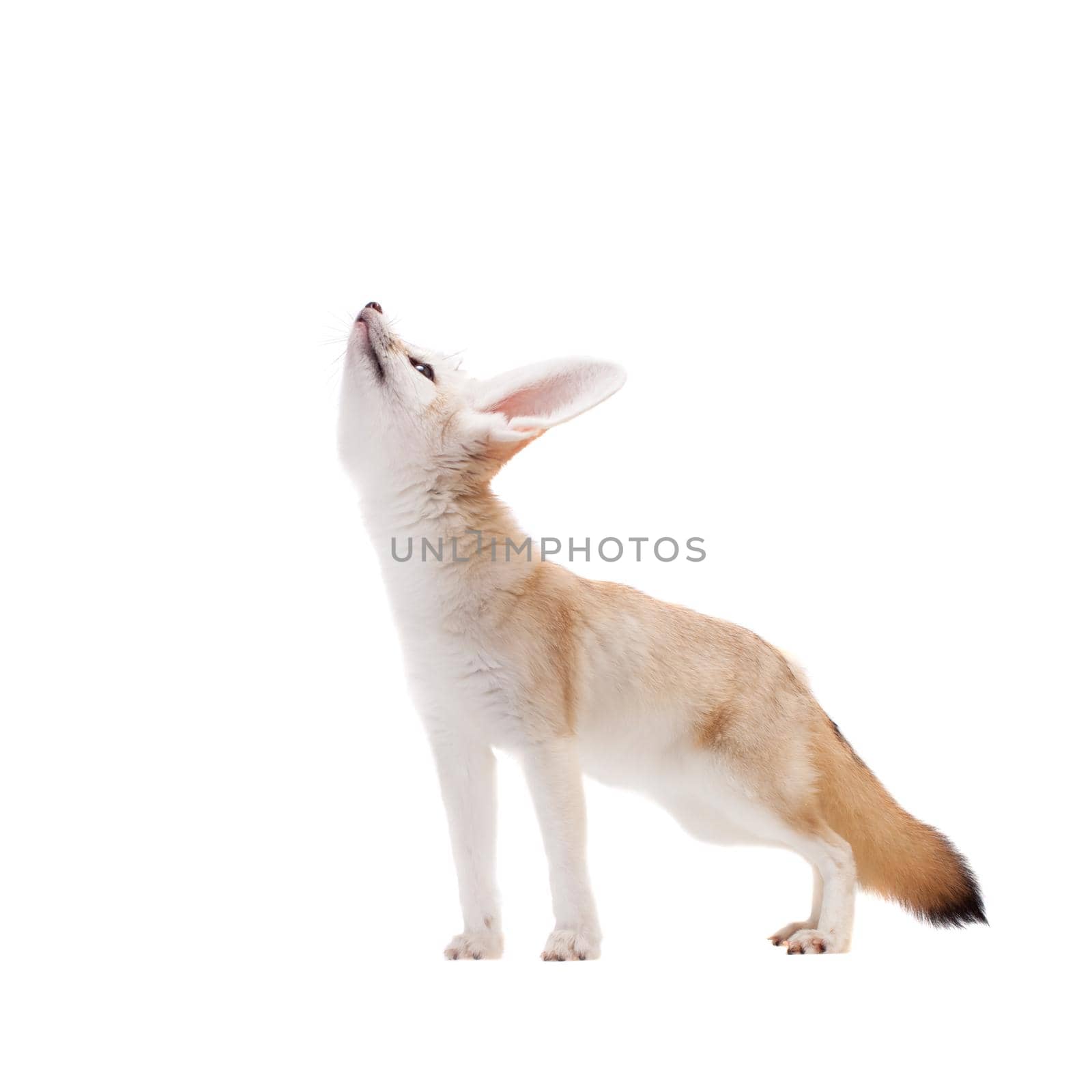 Pretty Fennec fox, Vulpes or Fennecus zerda cub on white background