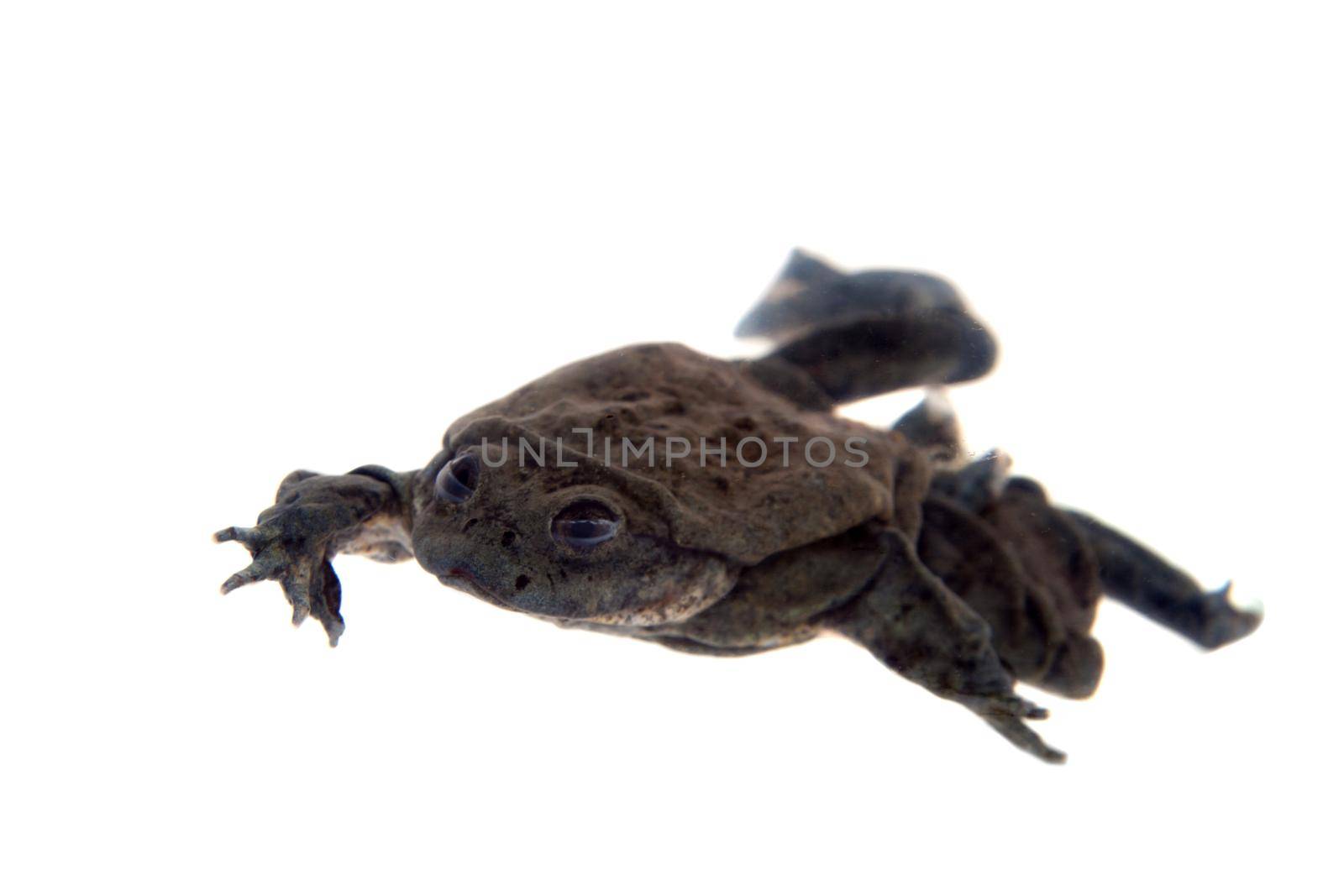 Titicaca water frog or Telmatobius culeus isolated on white background