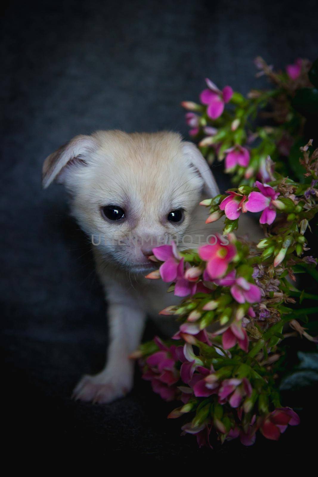 Cute Newborn fennec fox cub on black with pink flowers