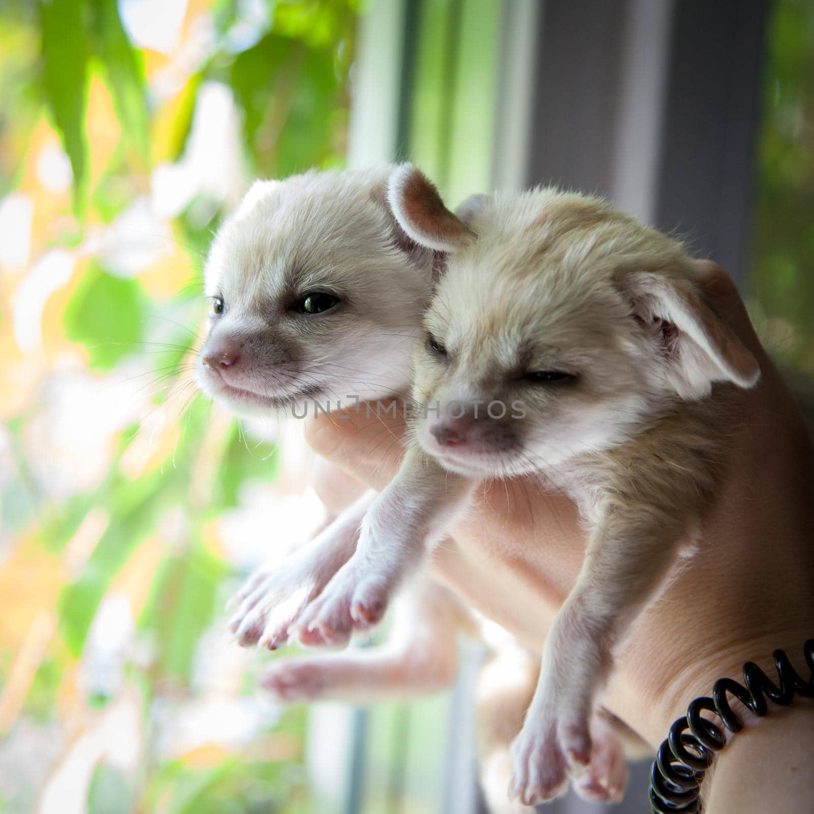 Cute fennec foxes cub in front of window on human hands