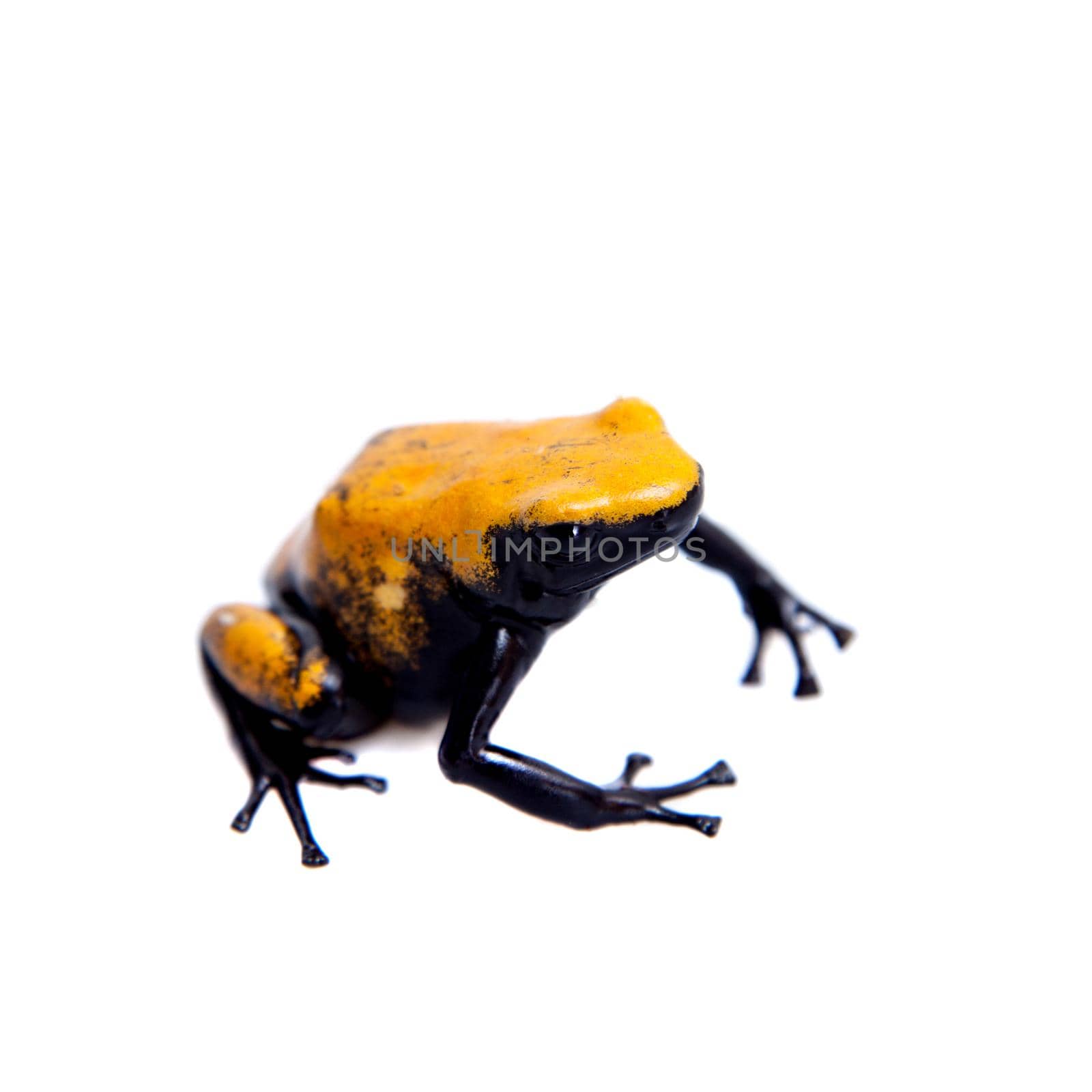 Splash-backed poison frog Yellow-backed variant on white backgorund by RosaJay
