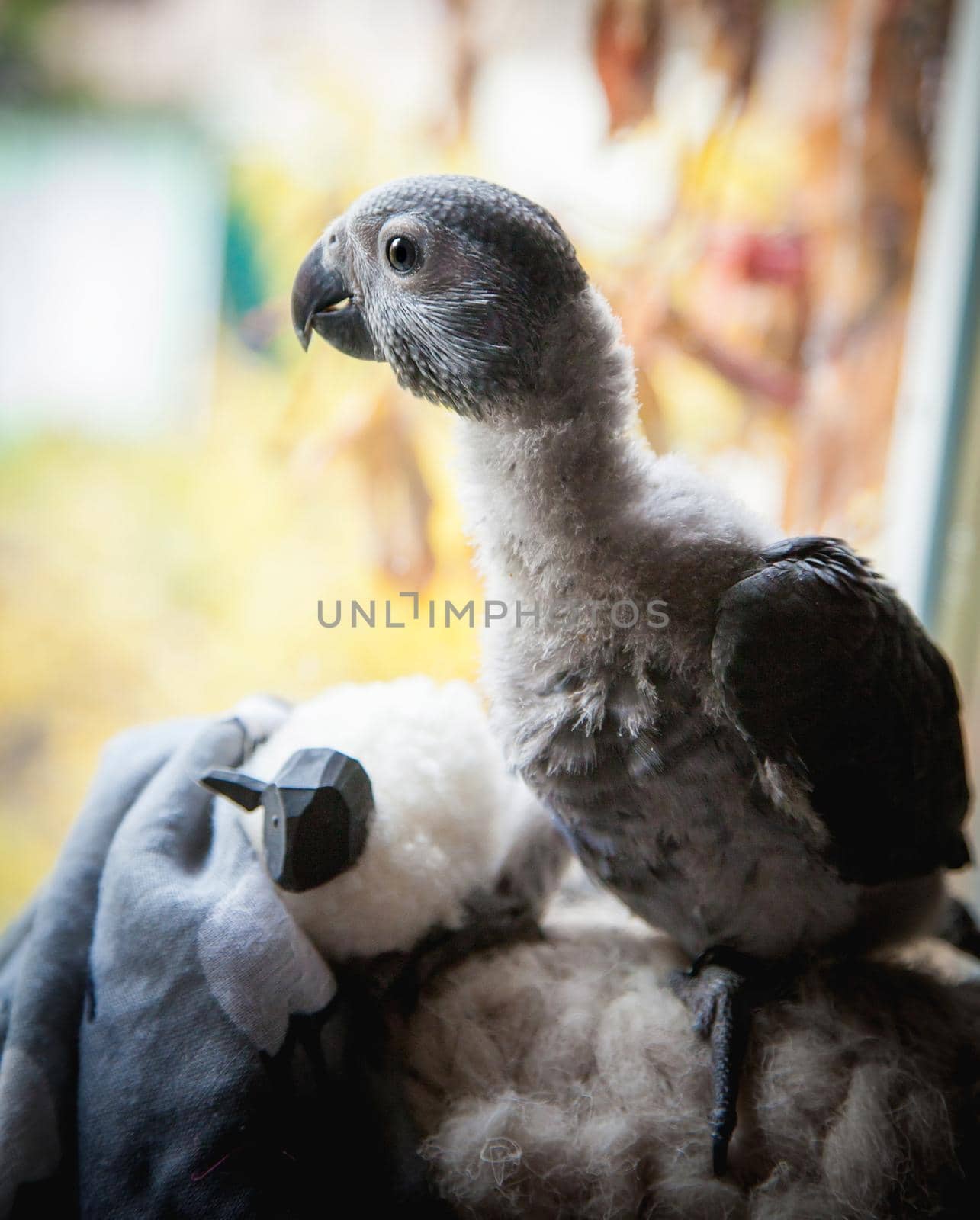 Small fluffy African Grey Parrot baby in front of window