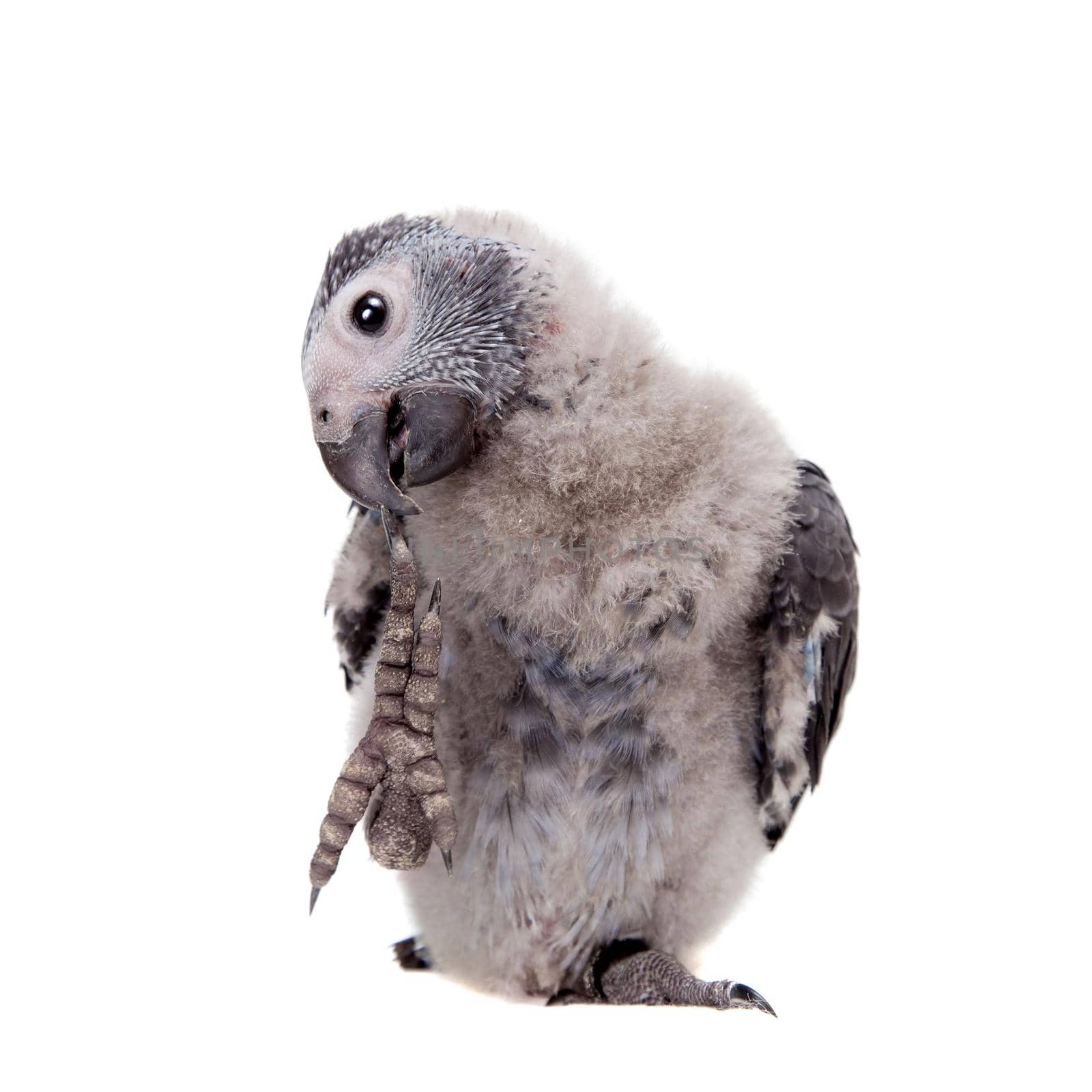 African Grey Parrot, Psittacus erithacus timneh, isolated on white background