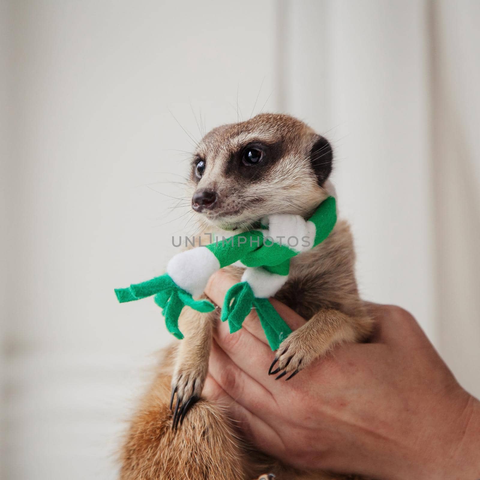 The meerkat or suricate, Suricata suricatta, in front of window