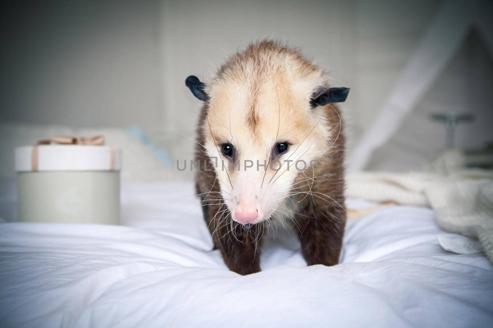 The Virginia or North American opossum, Didelphis virginiana, on bed