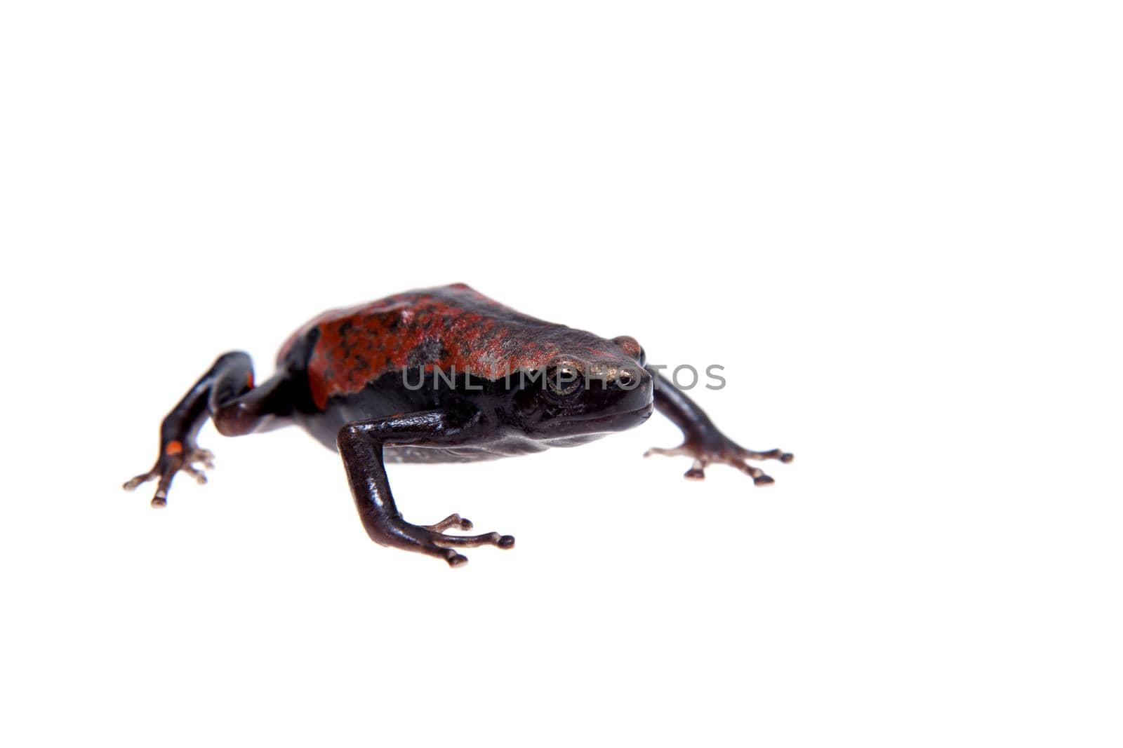 Accra snake-necked frog, Phrynomantis microps, red rubber frog or West African rubber frog isolated on white background
