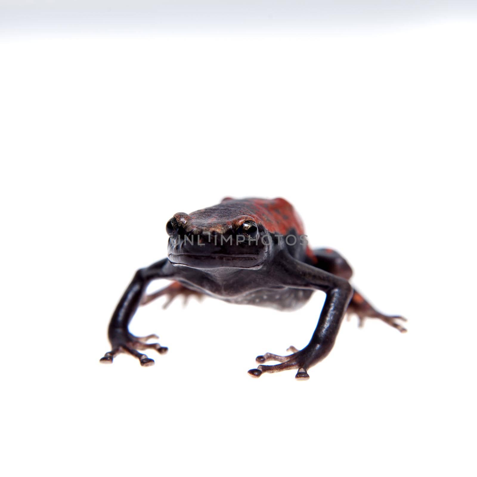 Accra snake-necked frog, Phrynomantis microps, red rubber frog or West African rubber frog isolated on white background