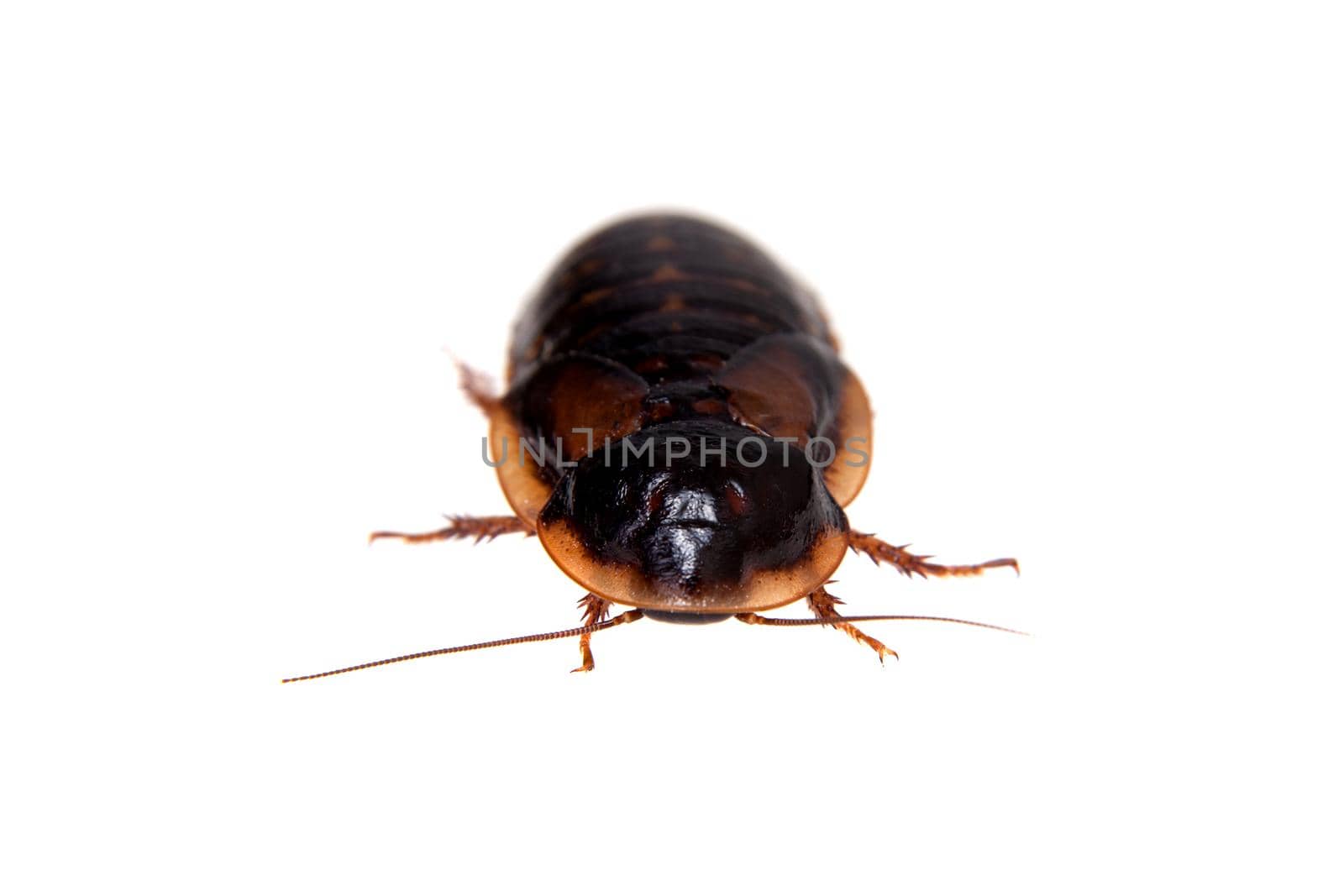 The Dubia roach or Argentinian wood roach, Blaptica dubia, isolated on white background