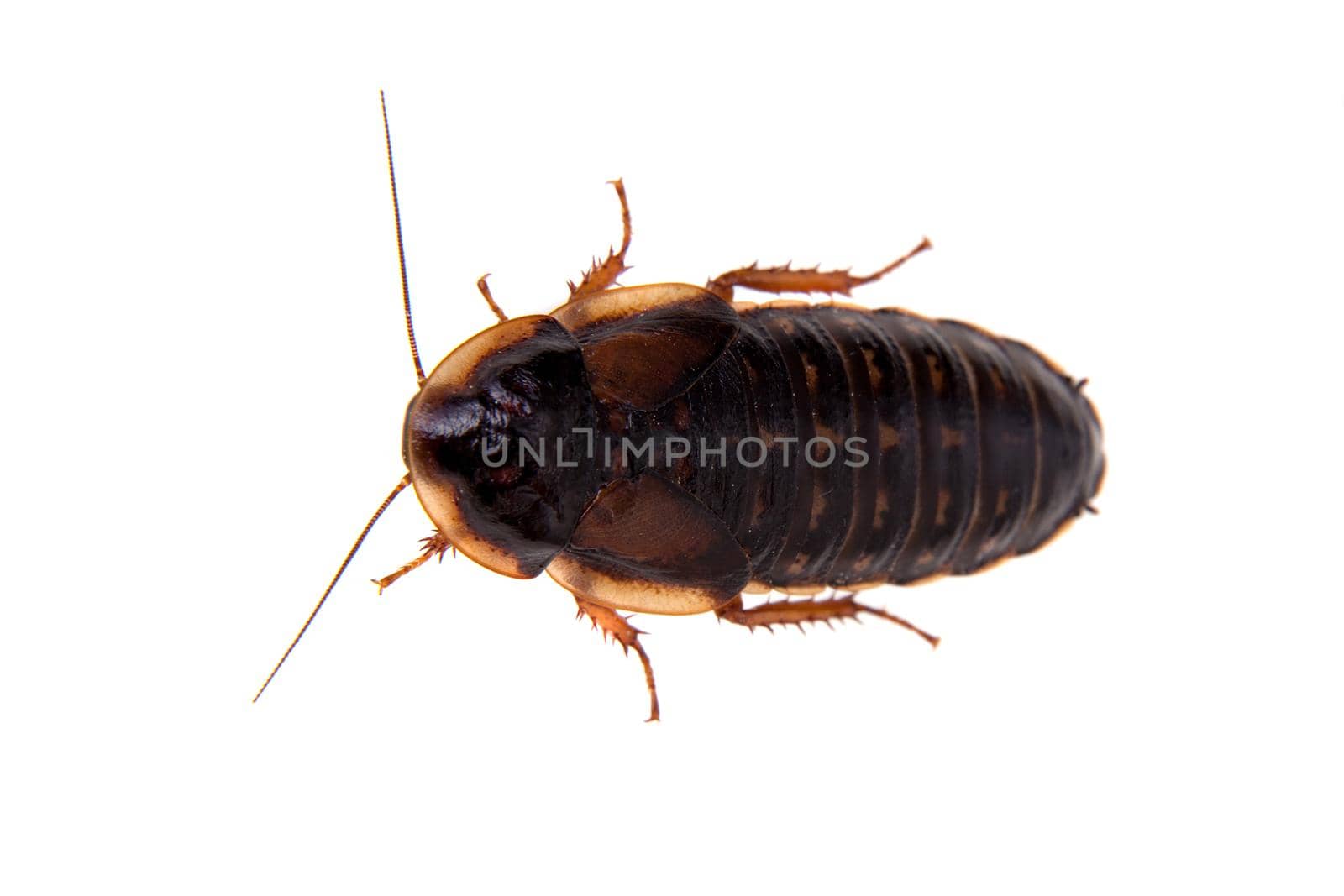The Dubia roach or Argentinian wood roach, Blaptica dubia, isolated on white background