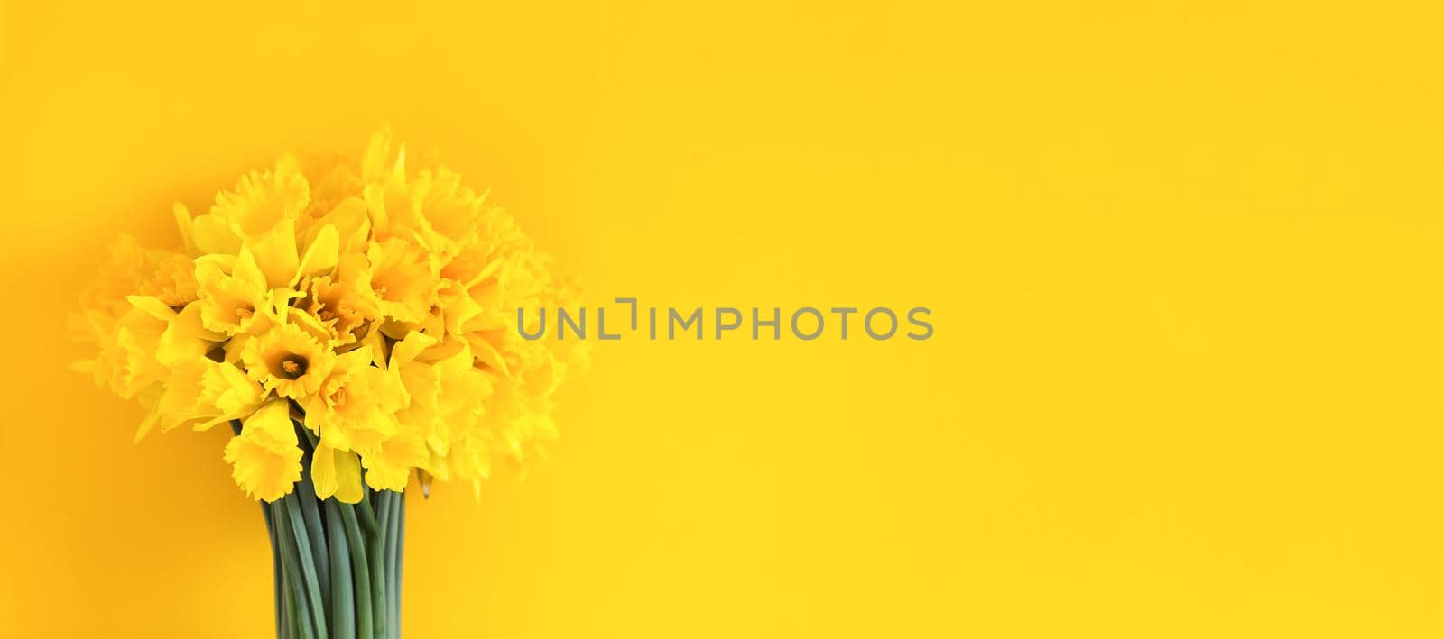 Beautiful bouquet of spring yellow narcisus flowers or daffodils on bright yellow background.