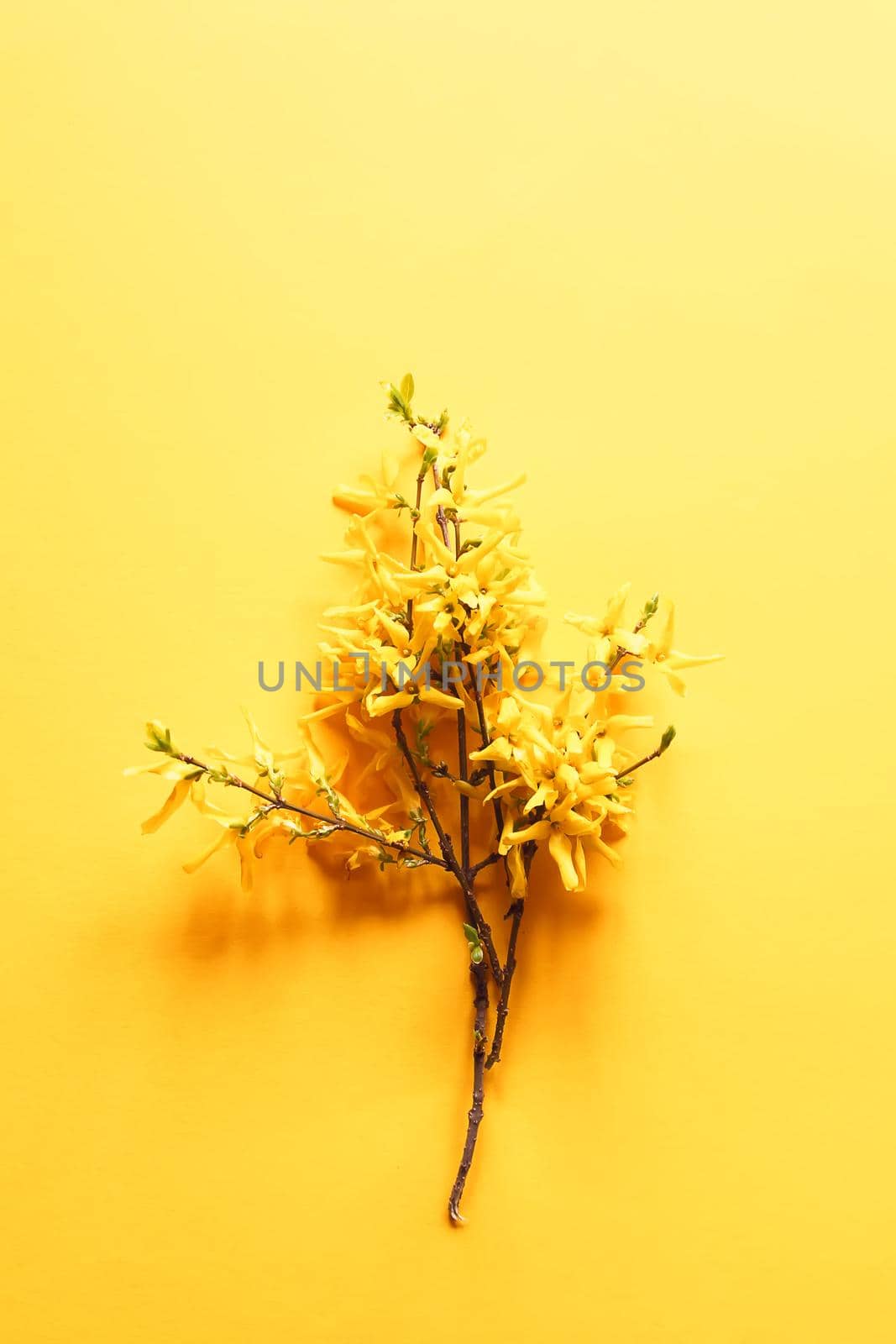Forsythia tree branch with flowers on soft yellow background