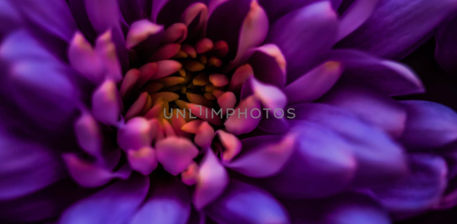 Purple daisy flower petals in bloom, abstract floral blossom art background, flowers in spring nature for perfume scent, wedding, luxury beauty brand holiday design by Anneleven