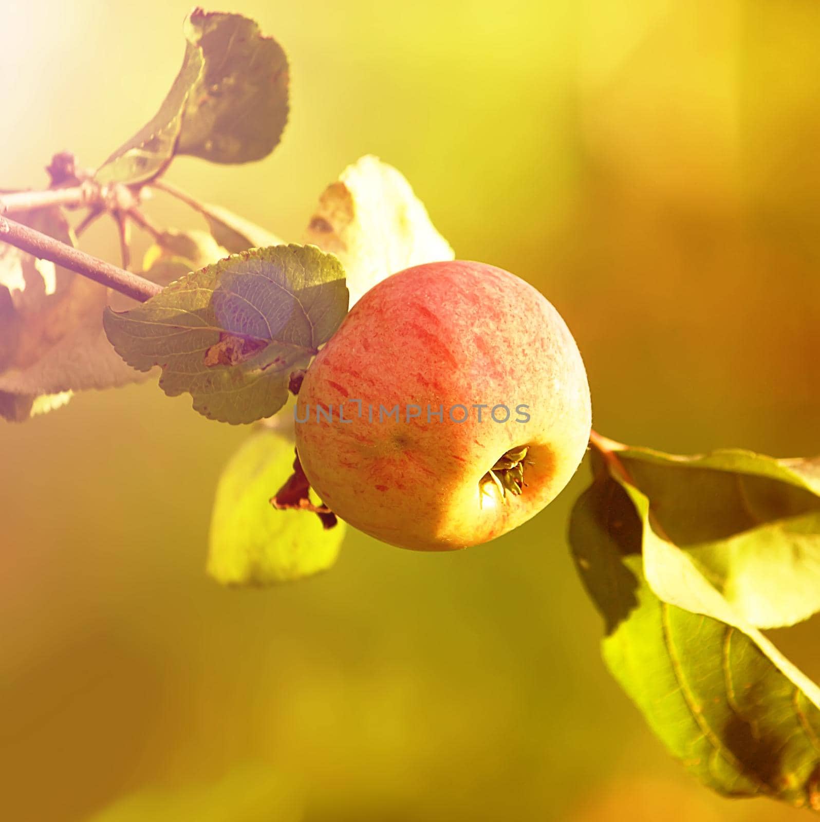 Ripe fresh red apple on apple tree branch outdoors