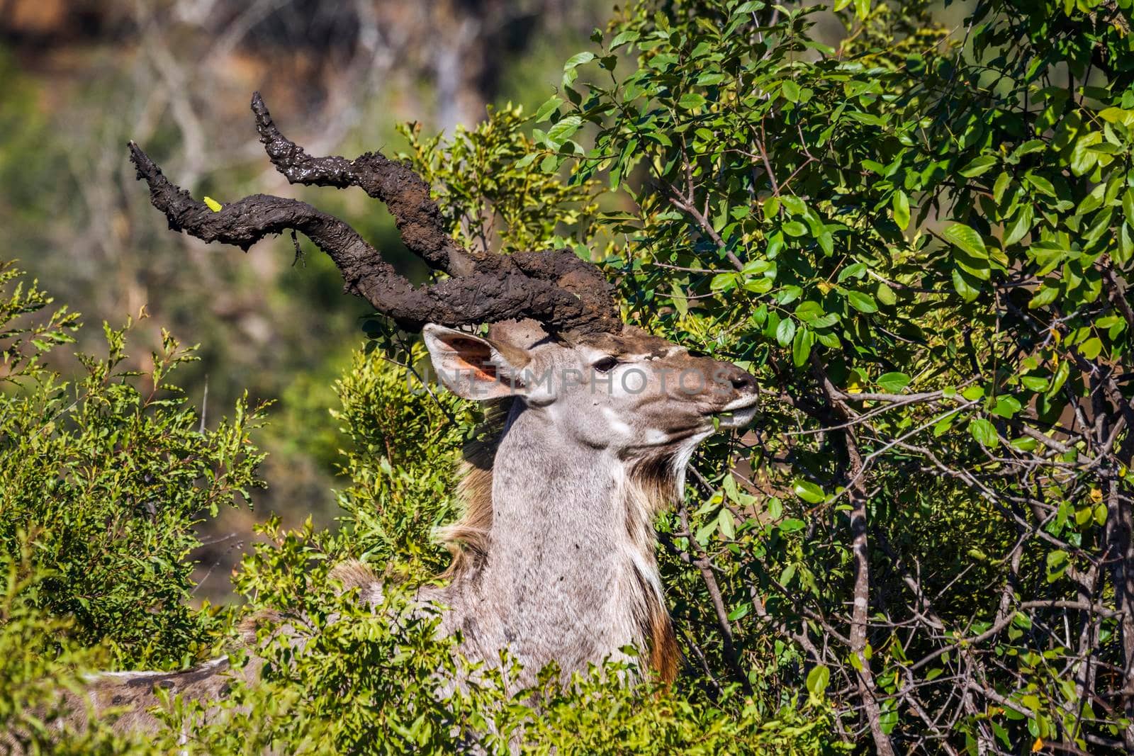 Specie Tragelaphus strepsiceros family of Bovidae