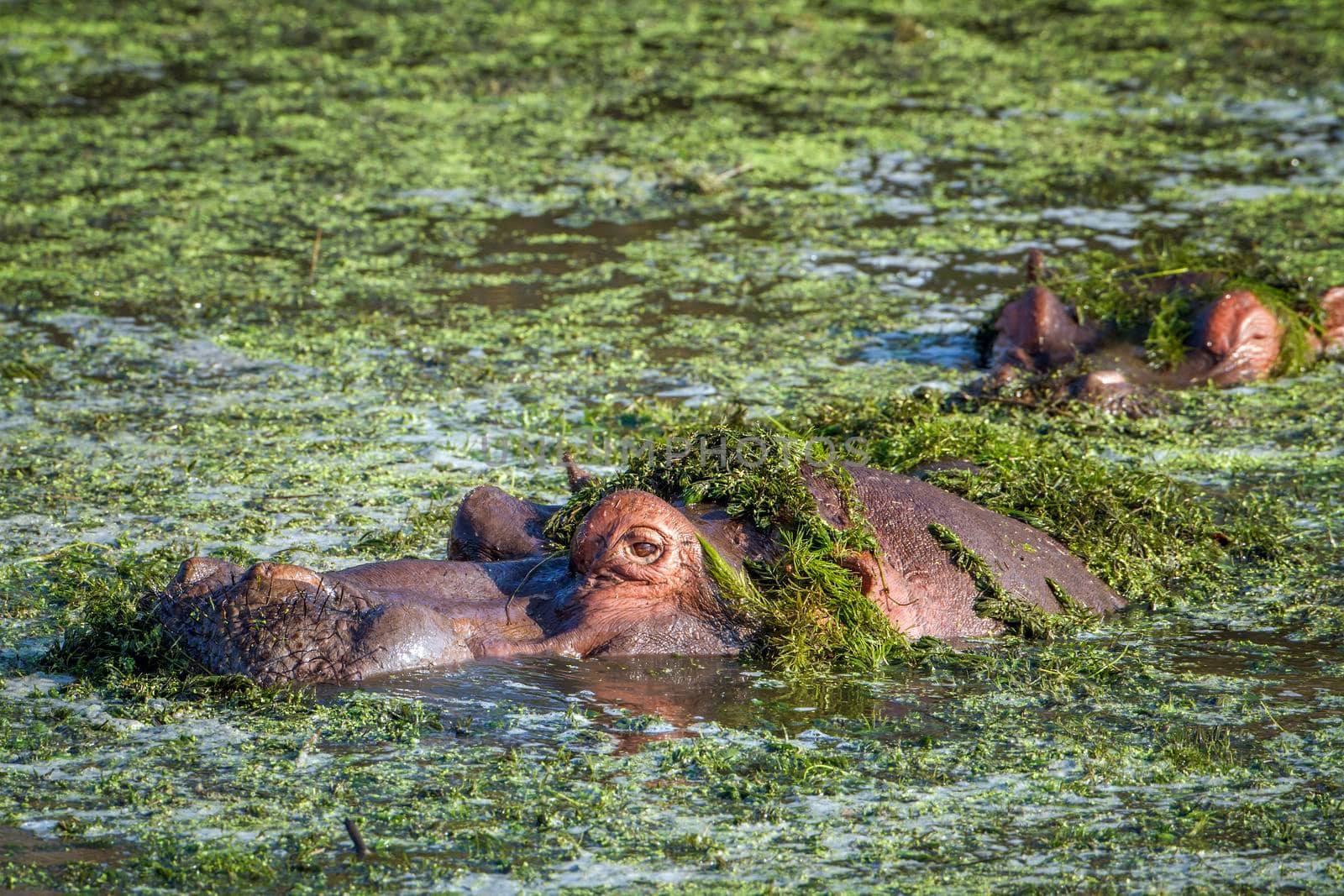 Specie Hippopotamus amphibius family of Hippopotamidae