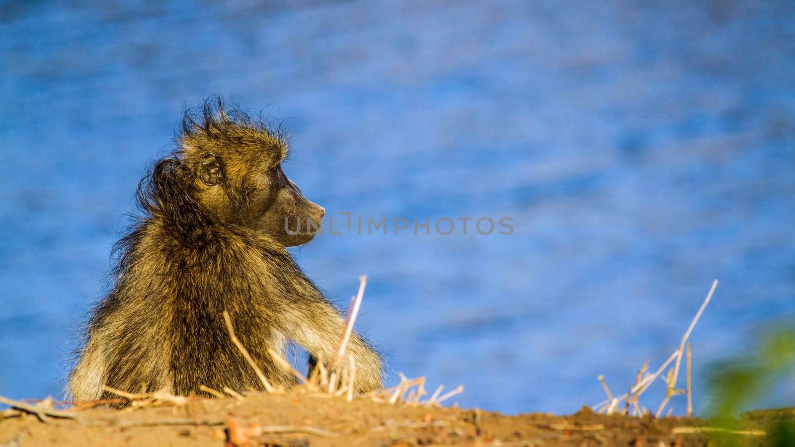 Specie Papio ursinus family of Cercopithecidae