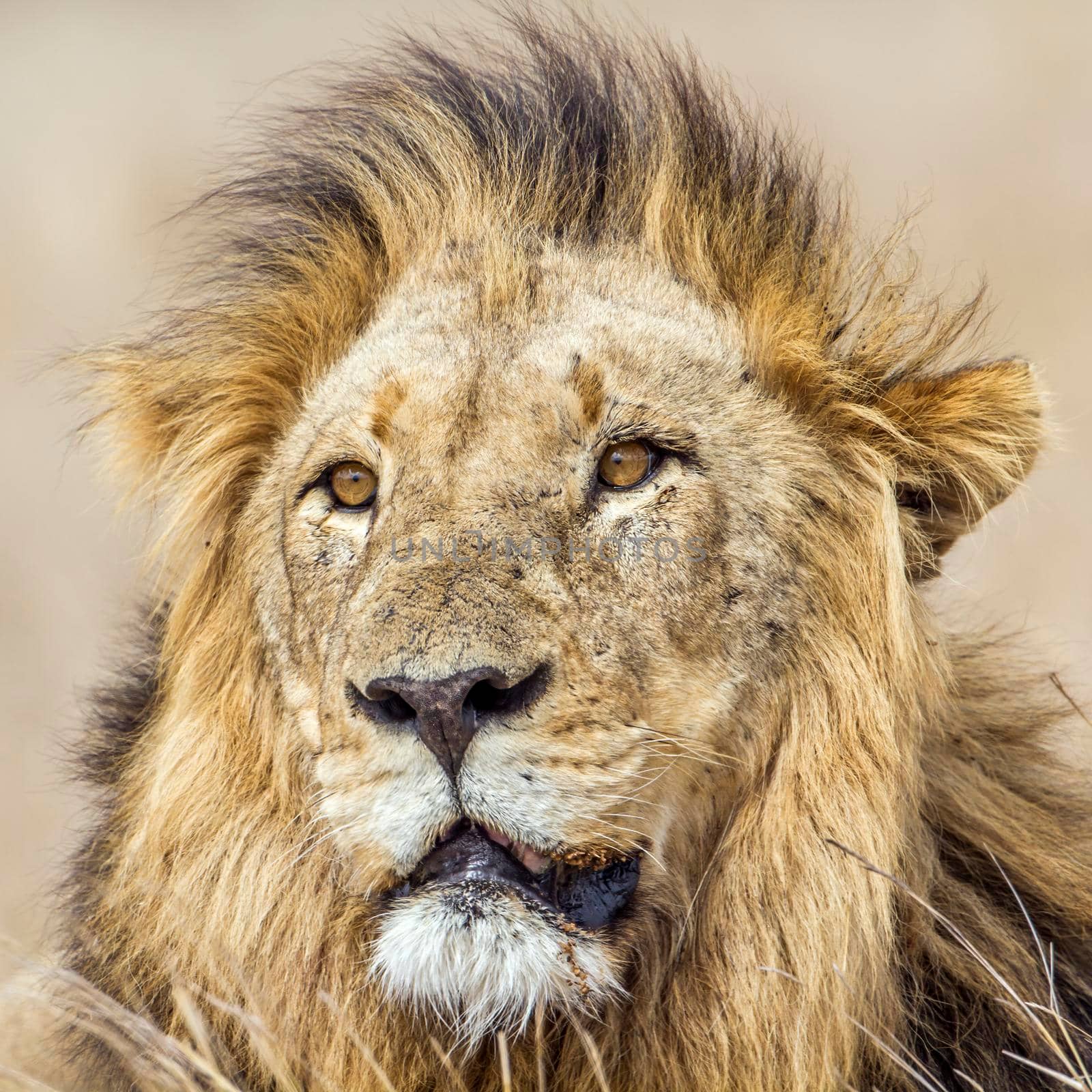 Lion in Kruger National park by PACOCOMO