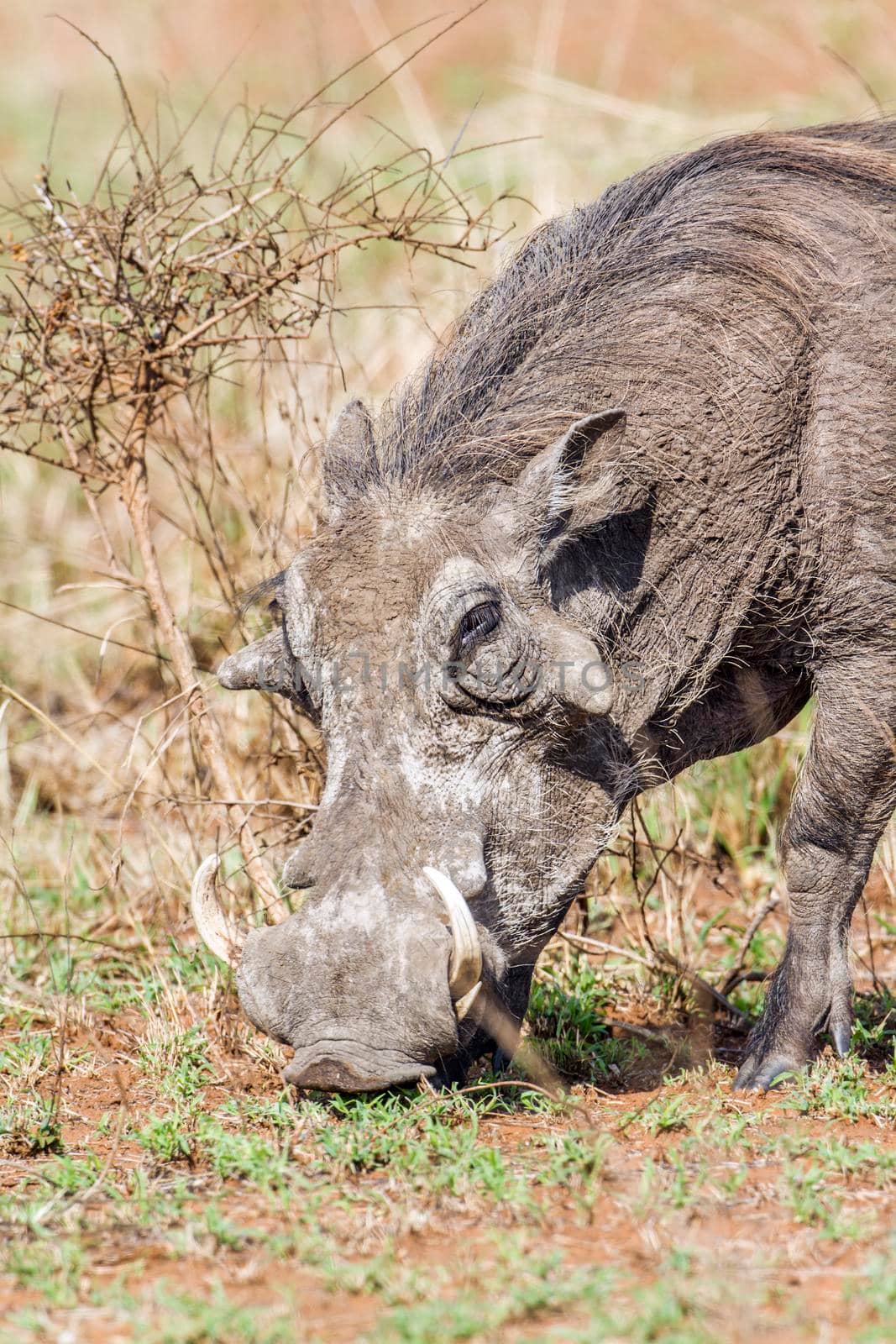 Specie Phacochoerus africanus family of  Suidae