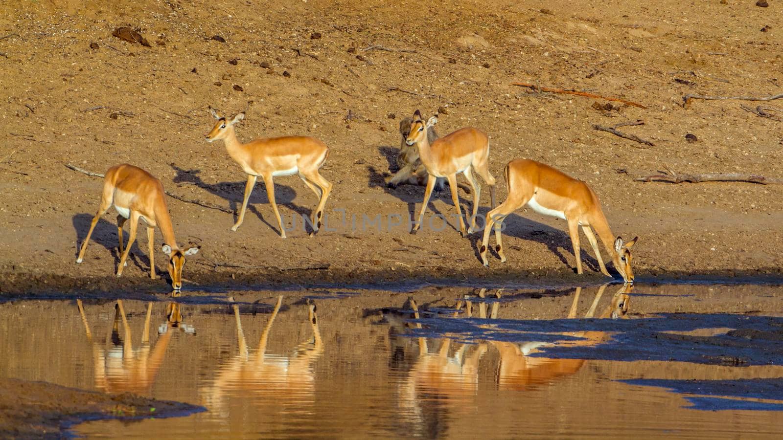 Specie Aepyceros melampus family of bovidae