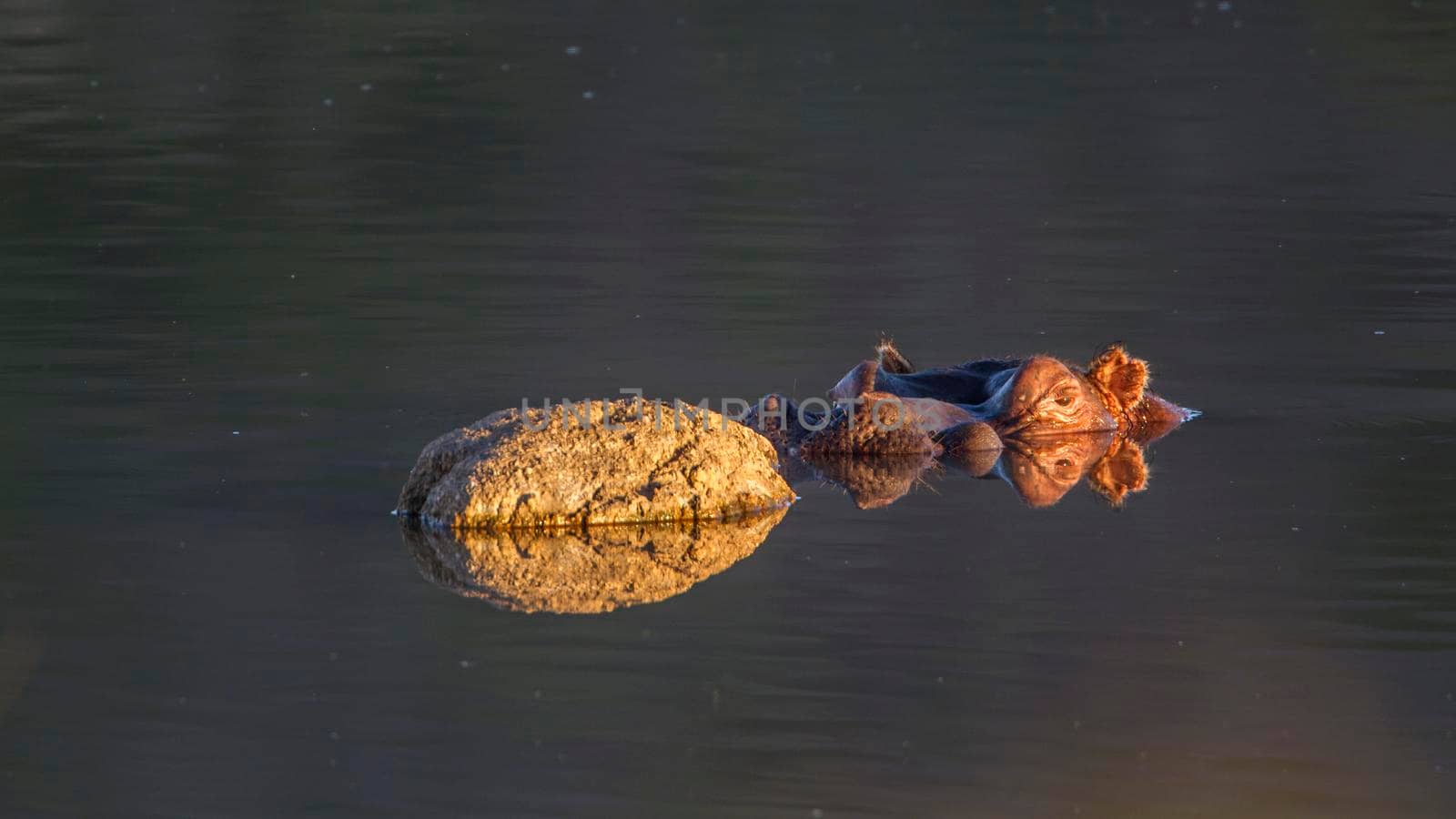 Specie Hippopotamus amphibius family of Hippopotamidae