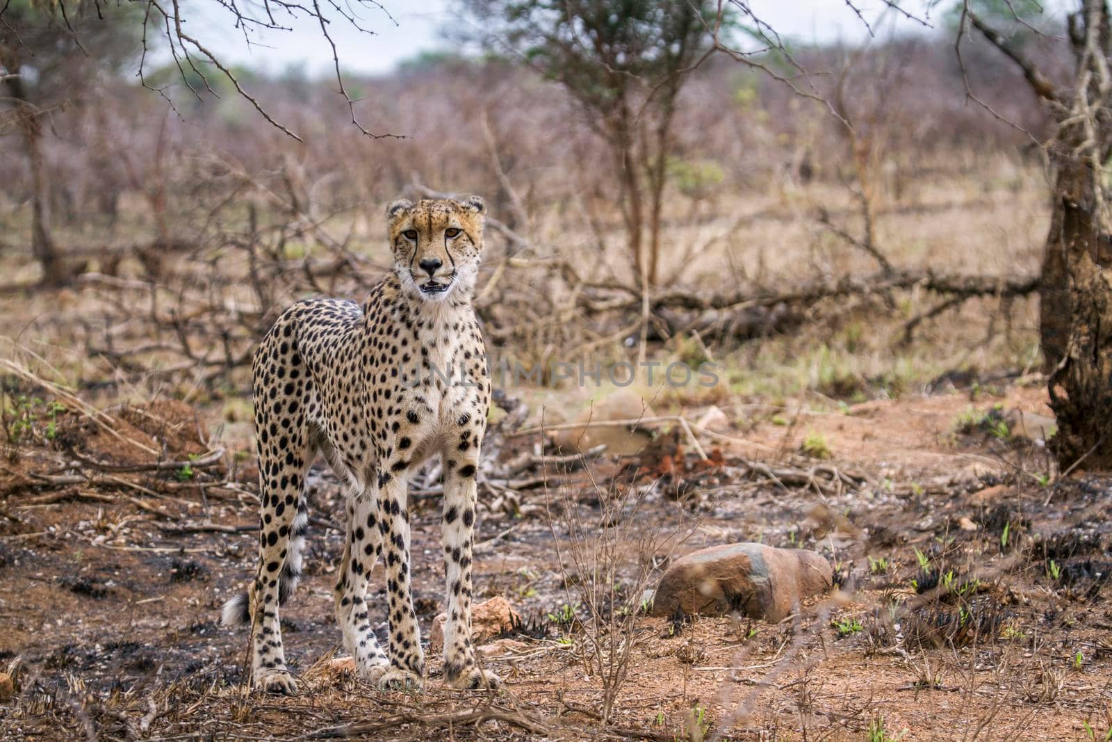 Specie Acinonyx jubatus family of felidae