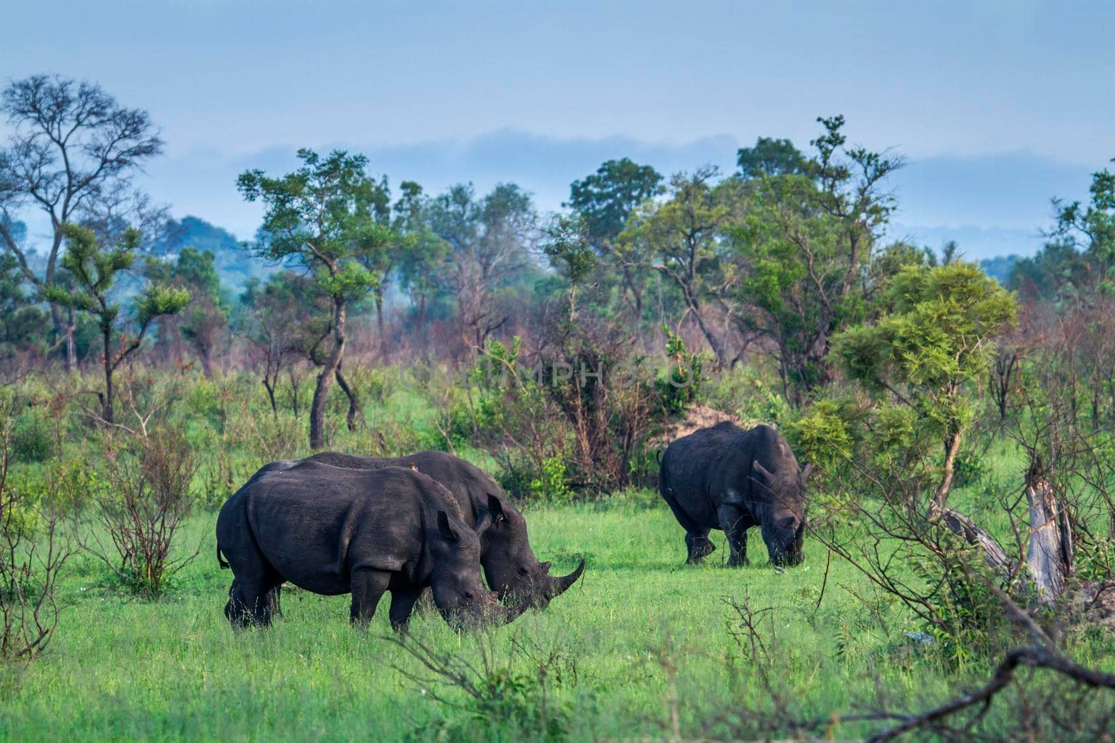 Specie Ceratotherium simum simum family of Rhinocerotidae