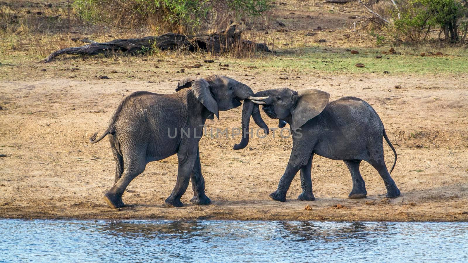 Specie Loxodonta africana family of Elephantidae