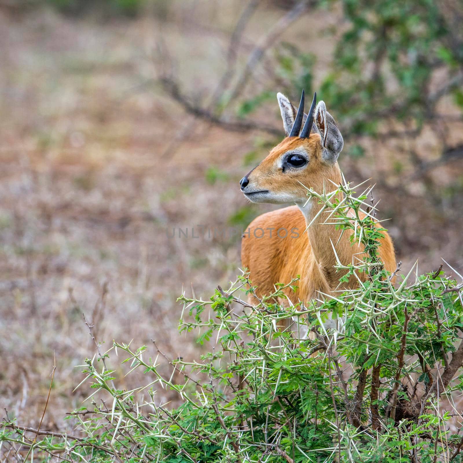 Steenbok in Kruger National park, South Africa by PACOCOMO