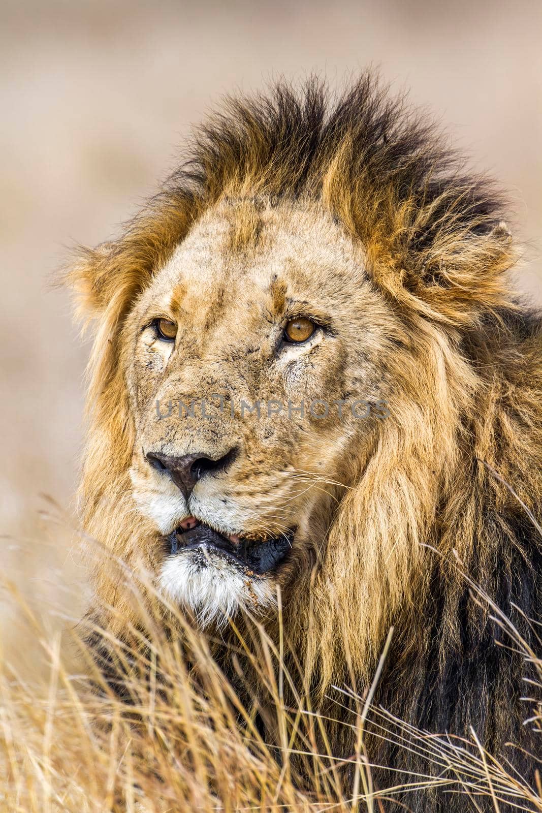 Lion in Kruger National park by PACOCOMO