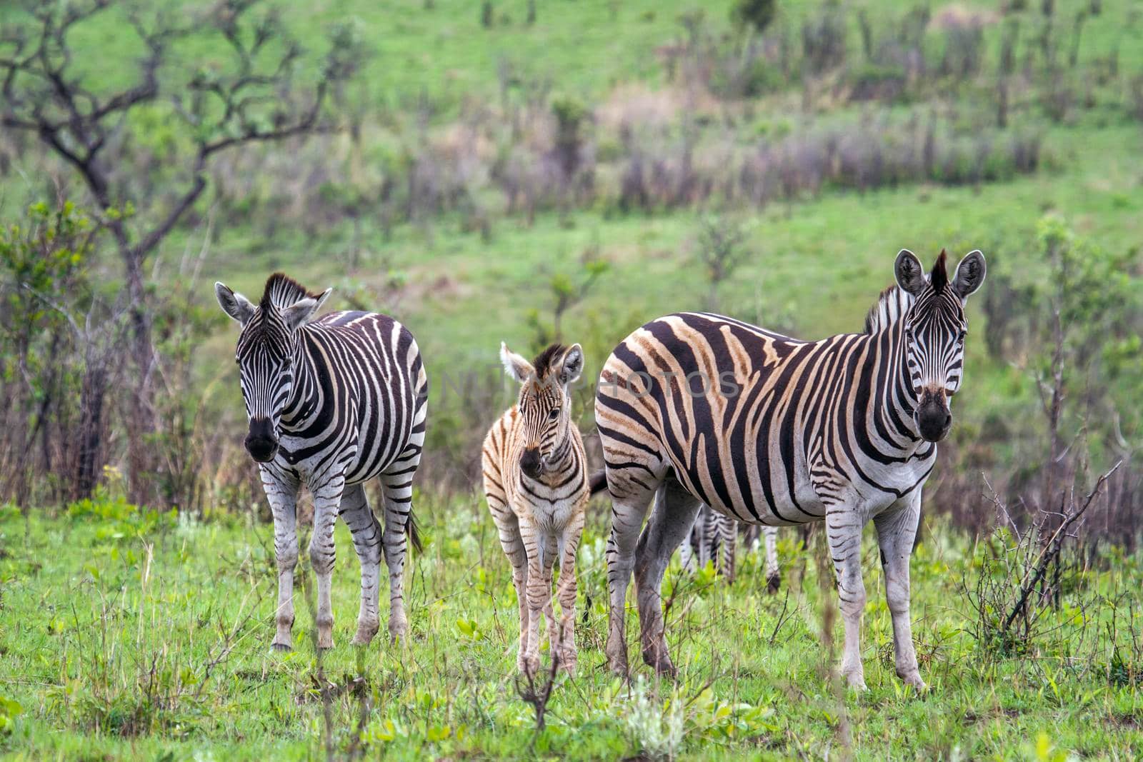Specie Equus quagga burchellii family of equidae
