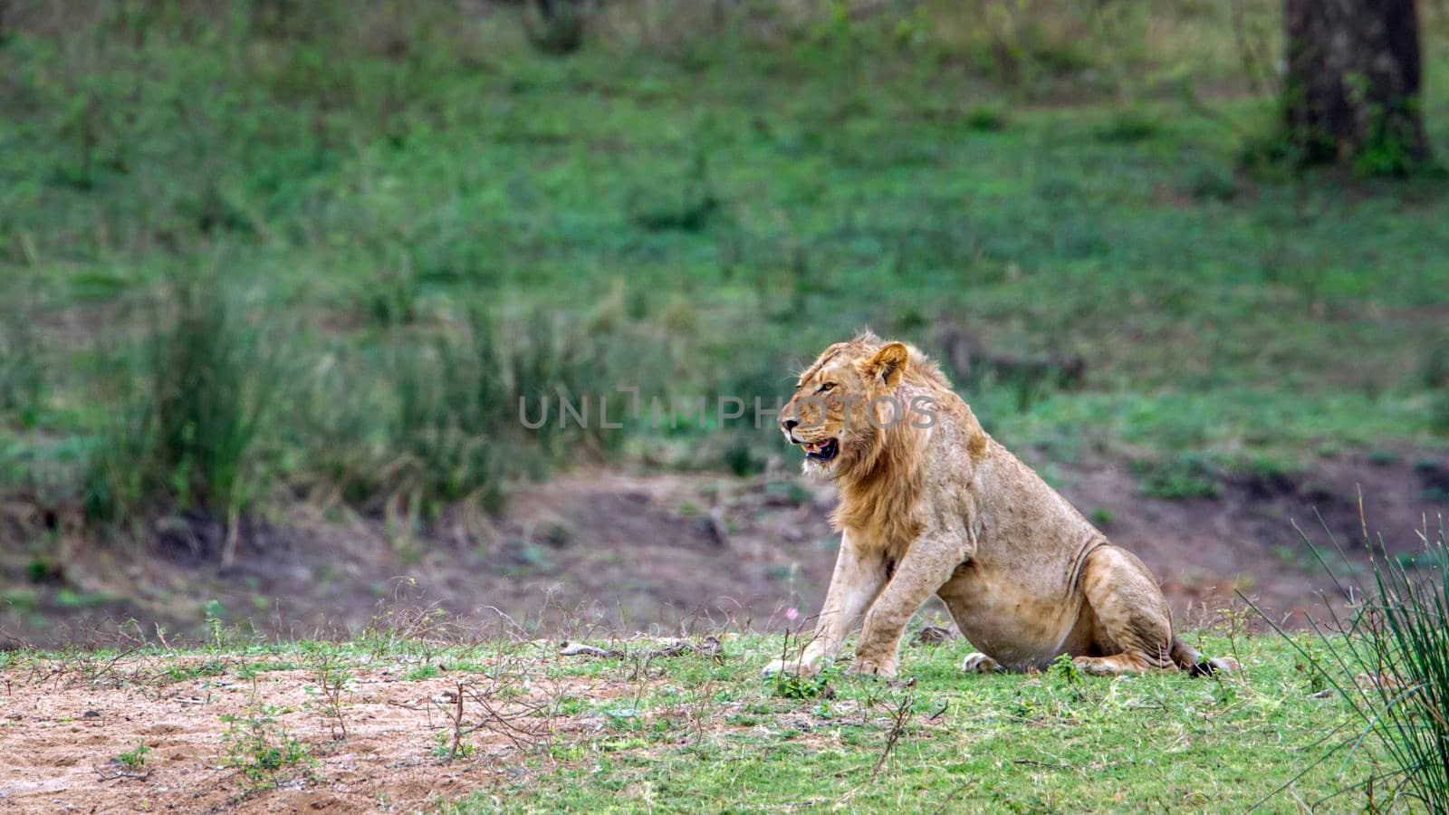 Specie Panthera leo family of felidae