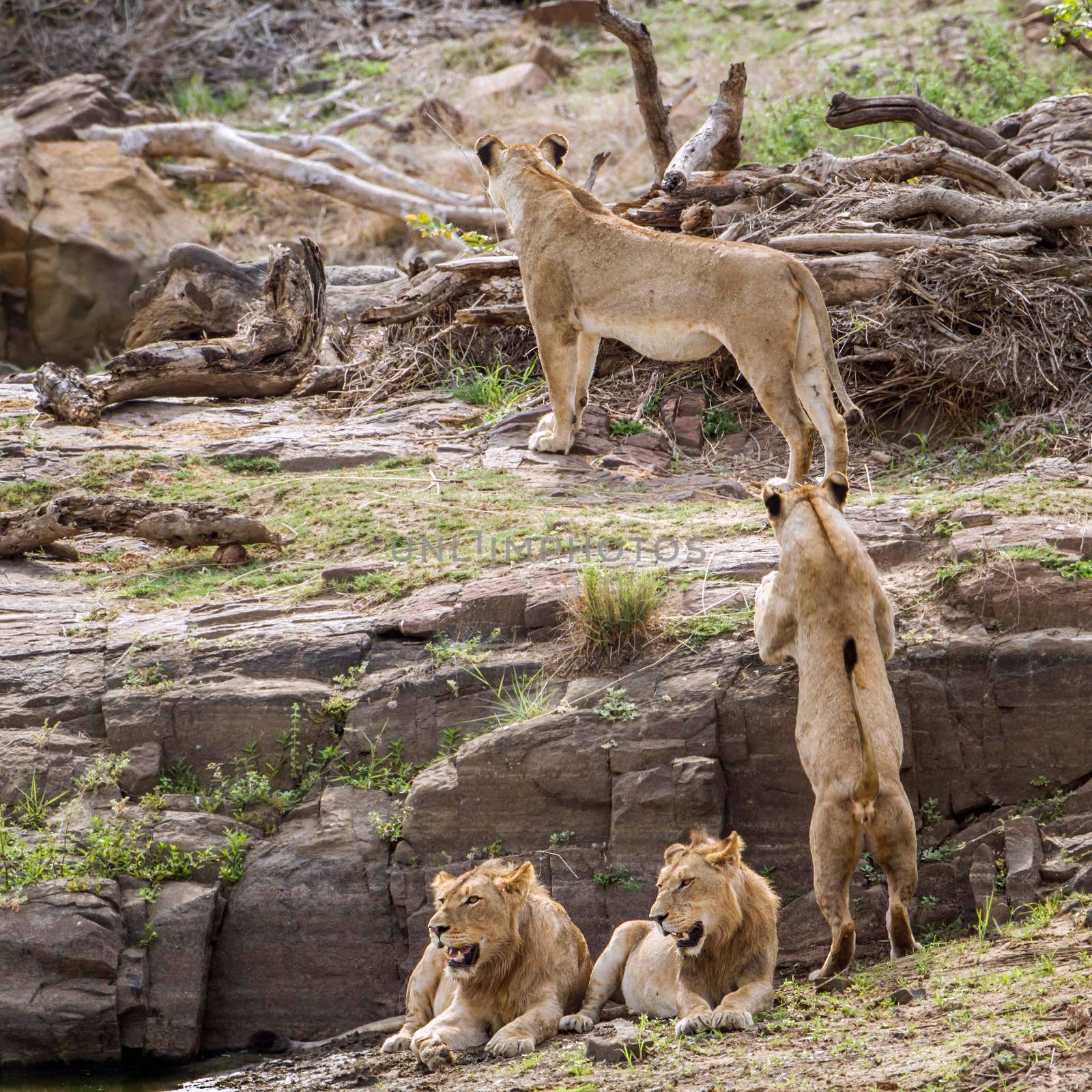 Lion in Kruger National park, South Africa by PACOCOMO