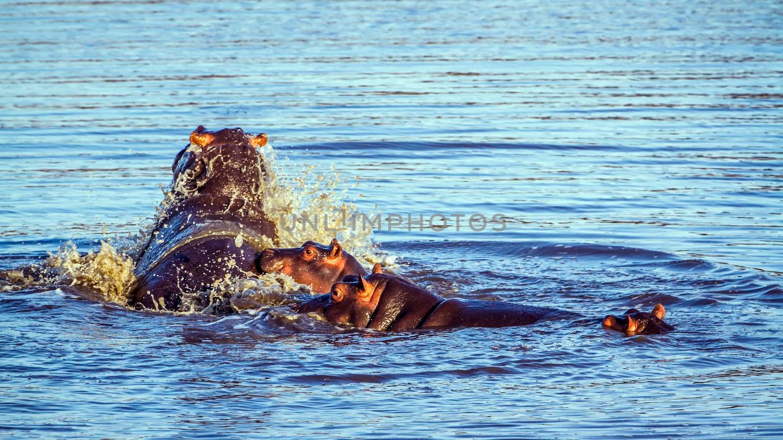 Specie Hippopotamus amphibius family of Hippopotamidae