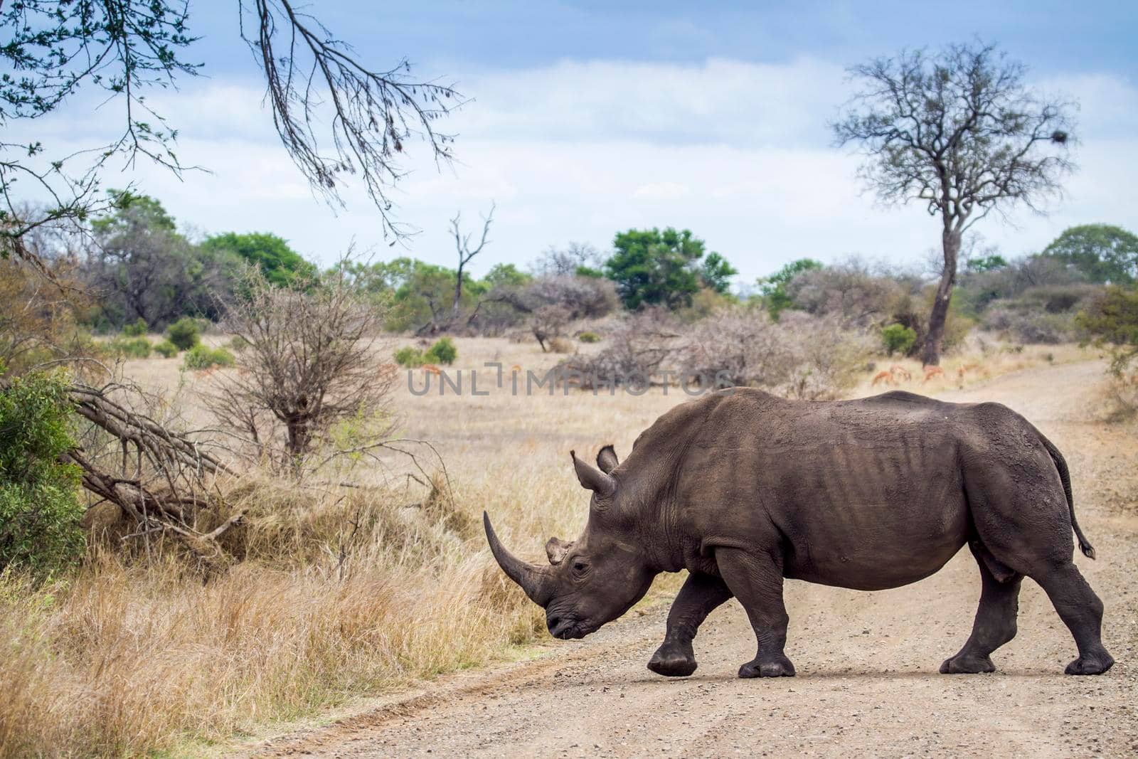 Specie Ceratotherium simum simum family of Rhinocerotidae