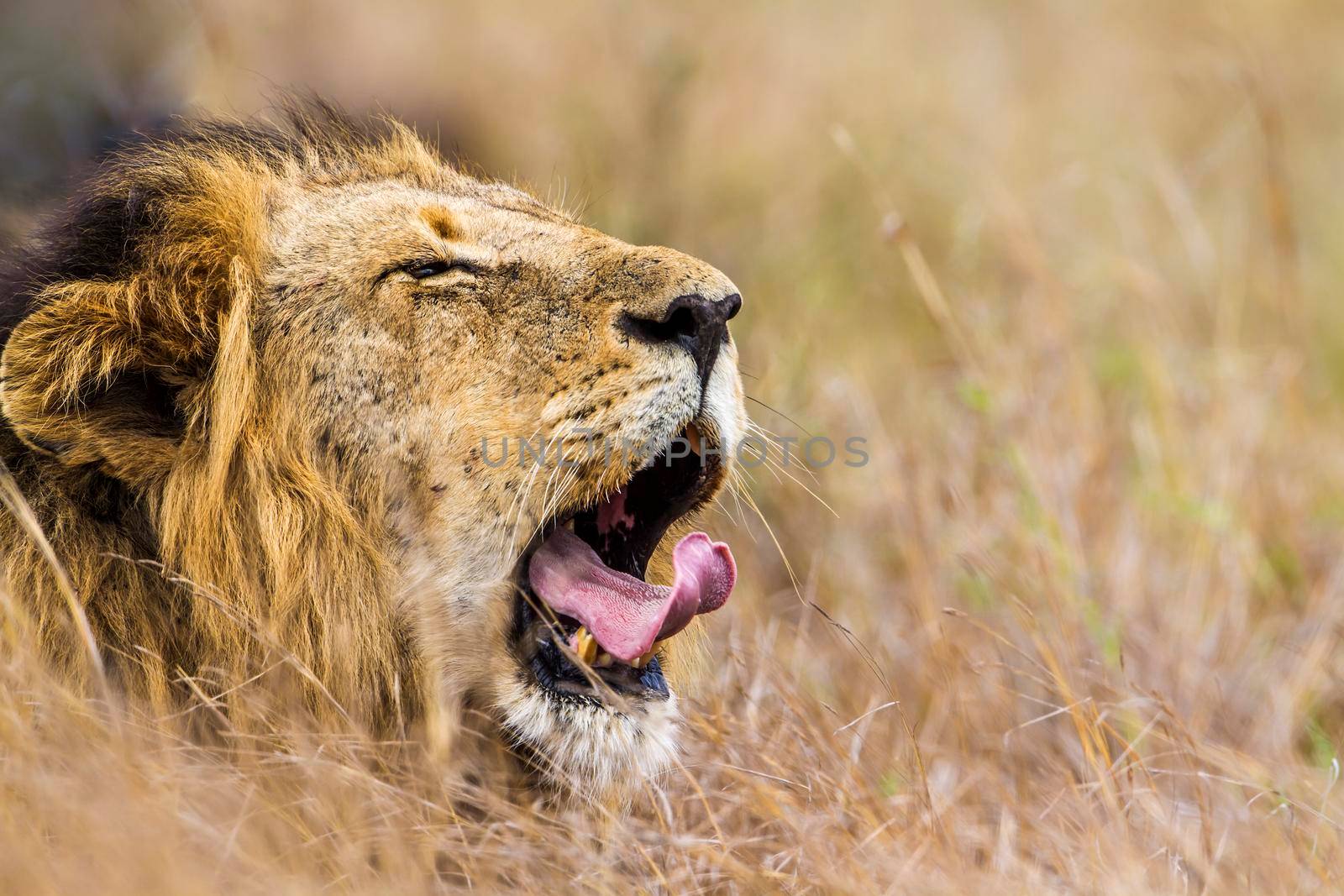 Specie Panthera leo family of felidae