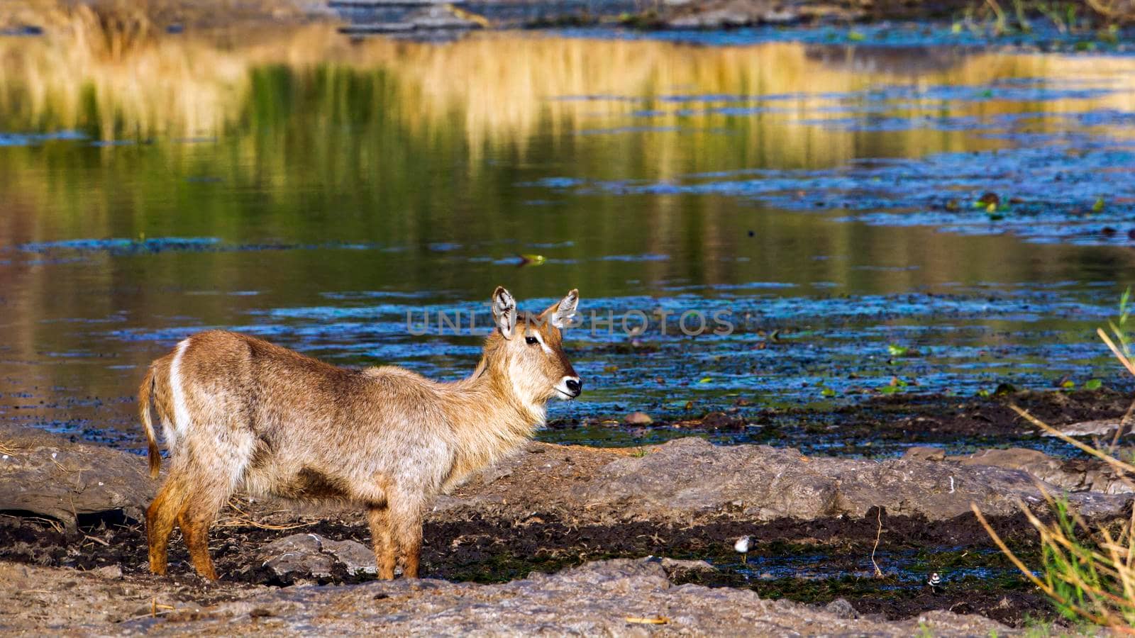 Specie Kobus ellipsiprymnus family of bovidae