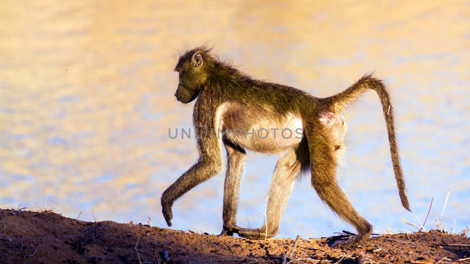 Specie Papio ursinus family of Cercopithecidae