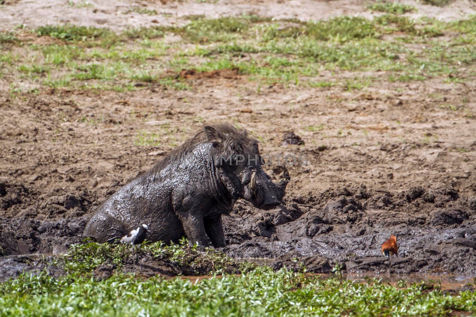 Specie Phacochoerus africanus family of Suidae