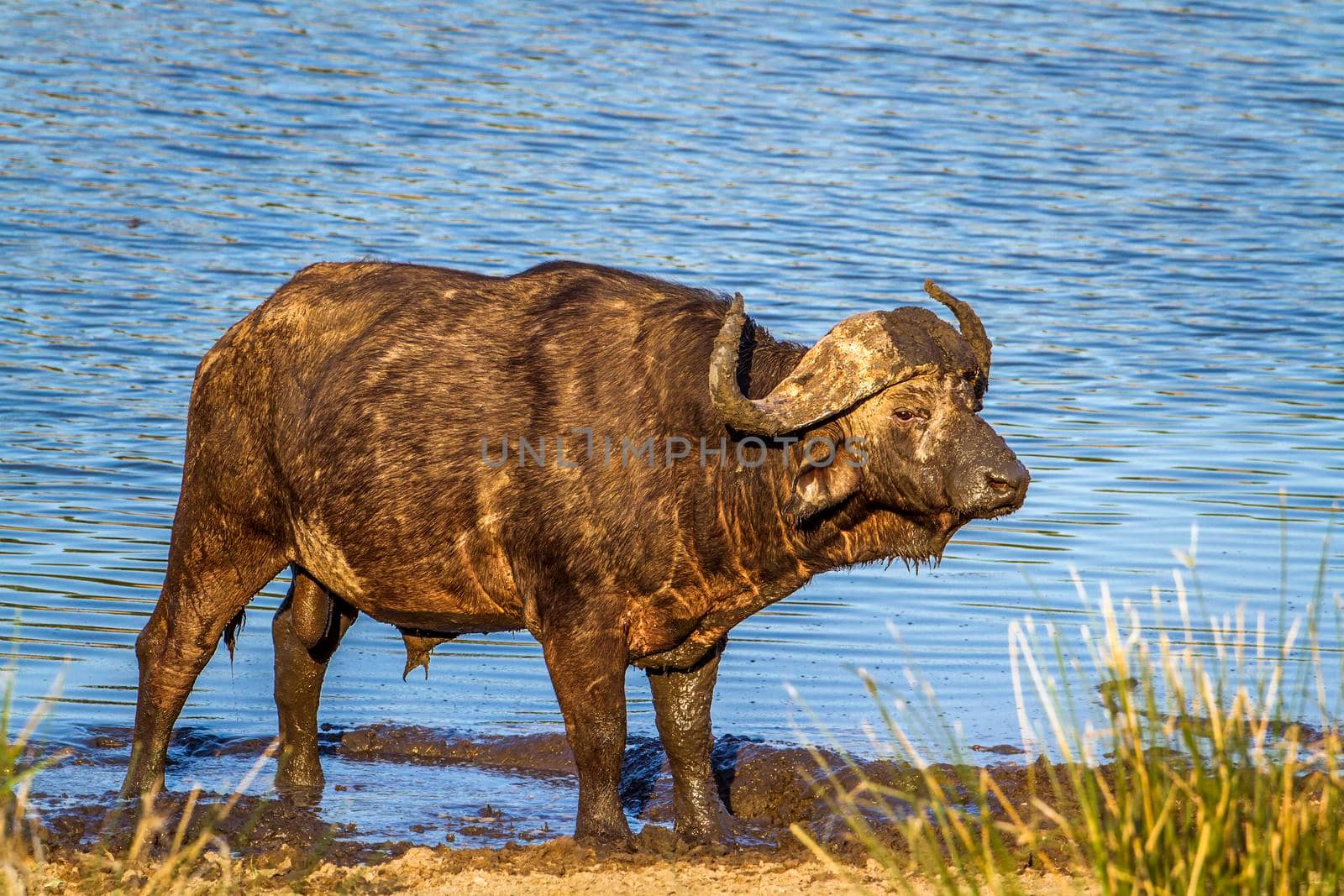 Specie Syncerus caffer family of bovidae