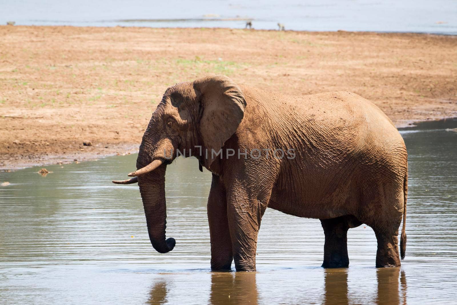 Specie Loxodonta africana family of Elephantidae