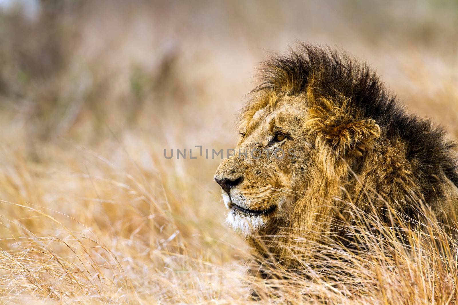 Specie Panthera leo family of felidae