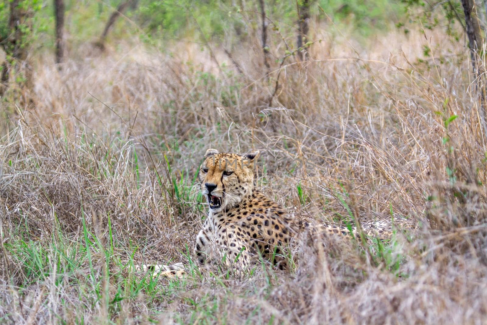 Specie Acinonyx jubatus family of felidae