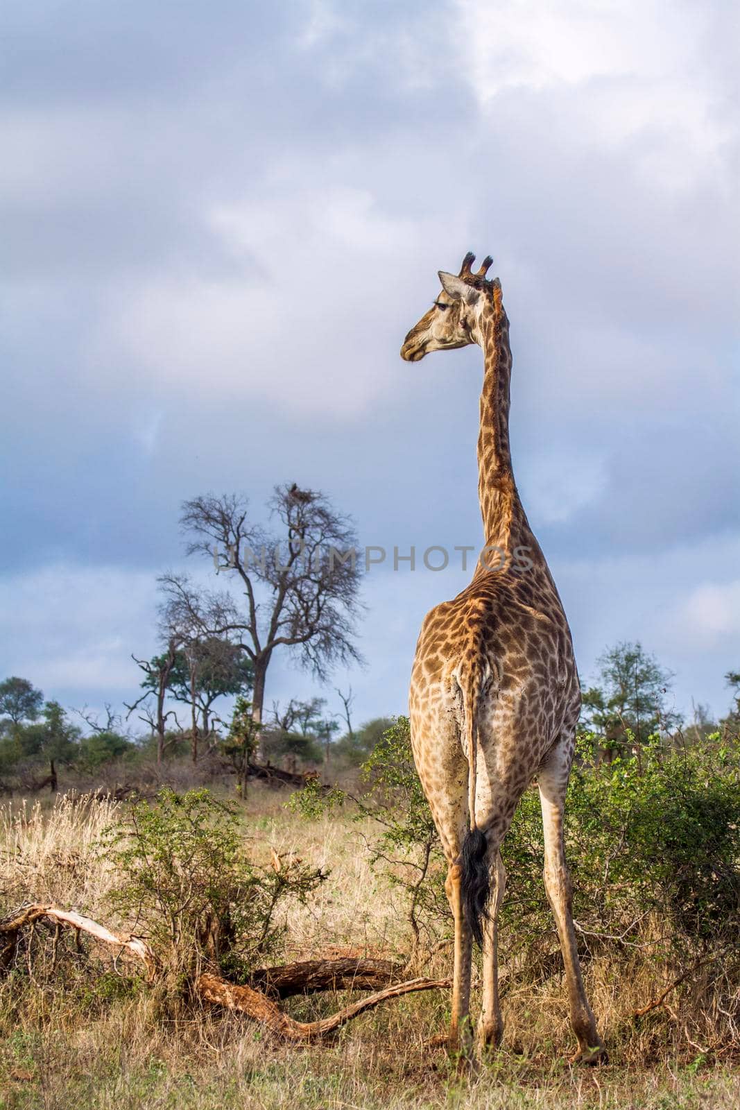 Specie Giraffa camelopardalis family of Giraffidae