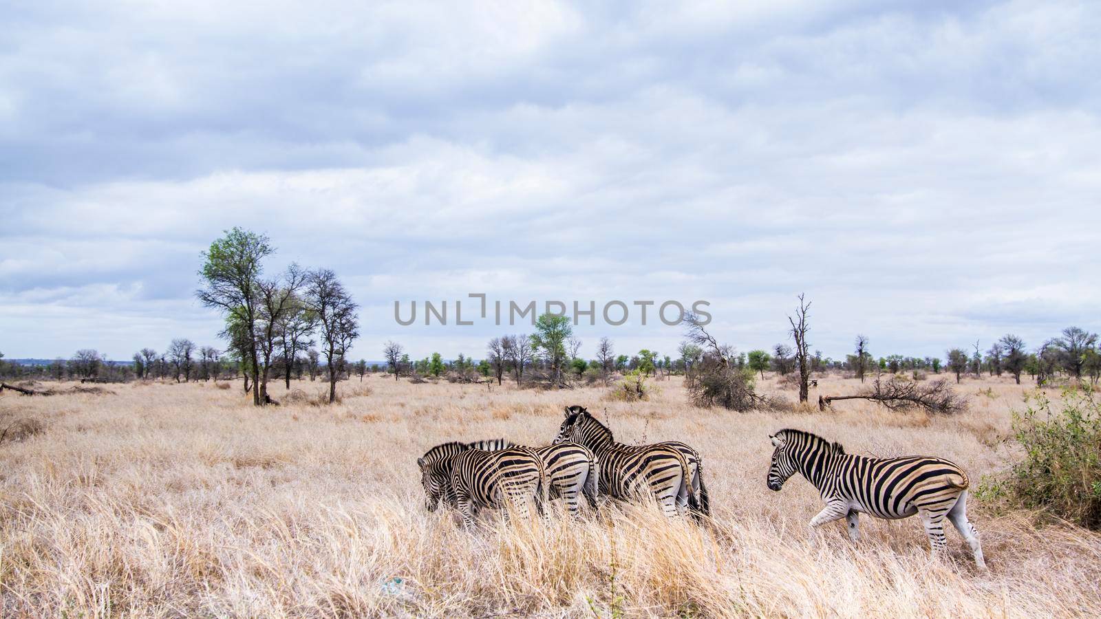 Specie Equus quagga burchellii family of equidae