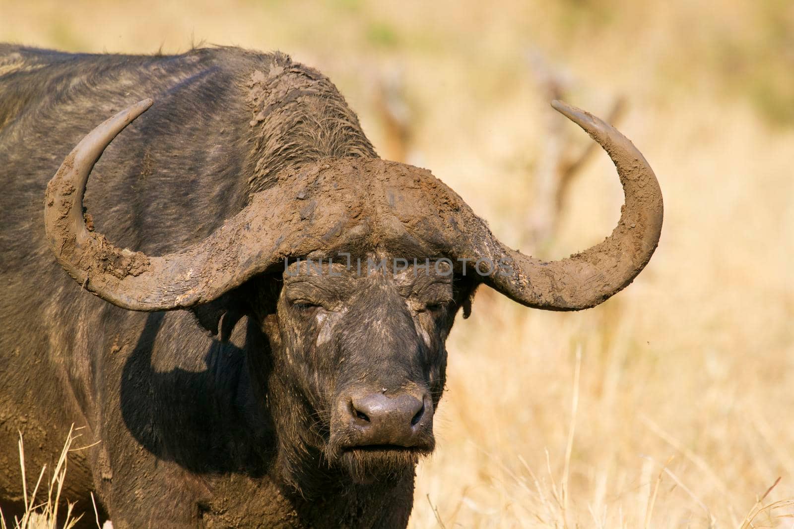 Specie Syncerus caffer family of bovidae